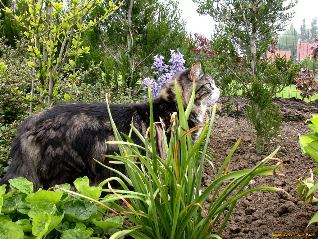 falco, животные, коты