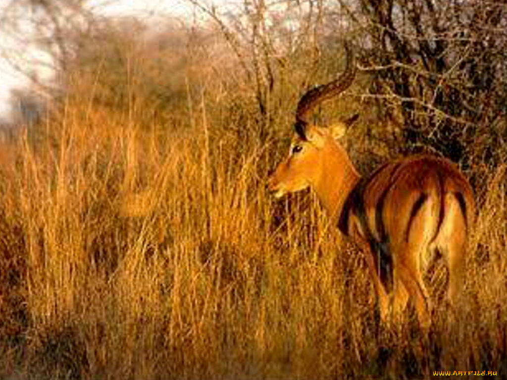 животные, антилопы