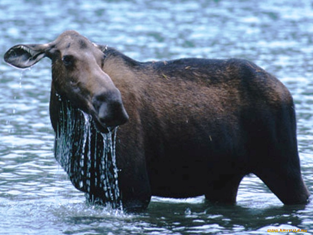 животные, лоси