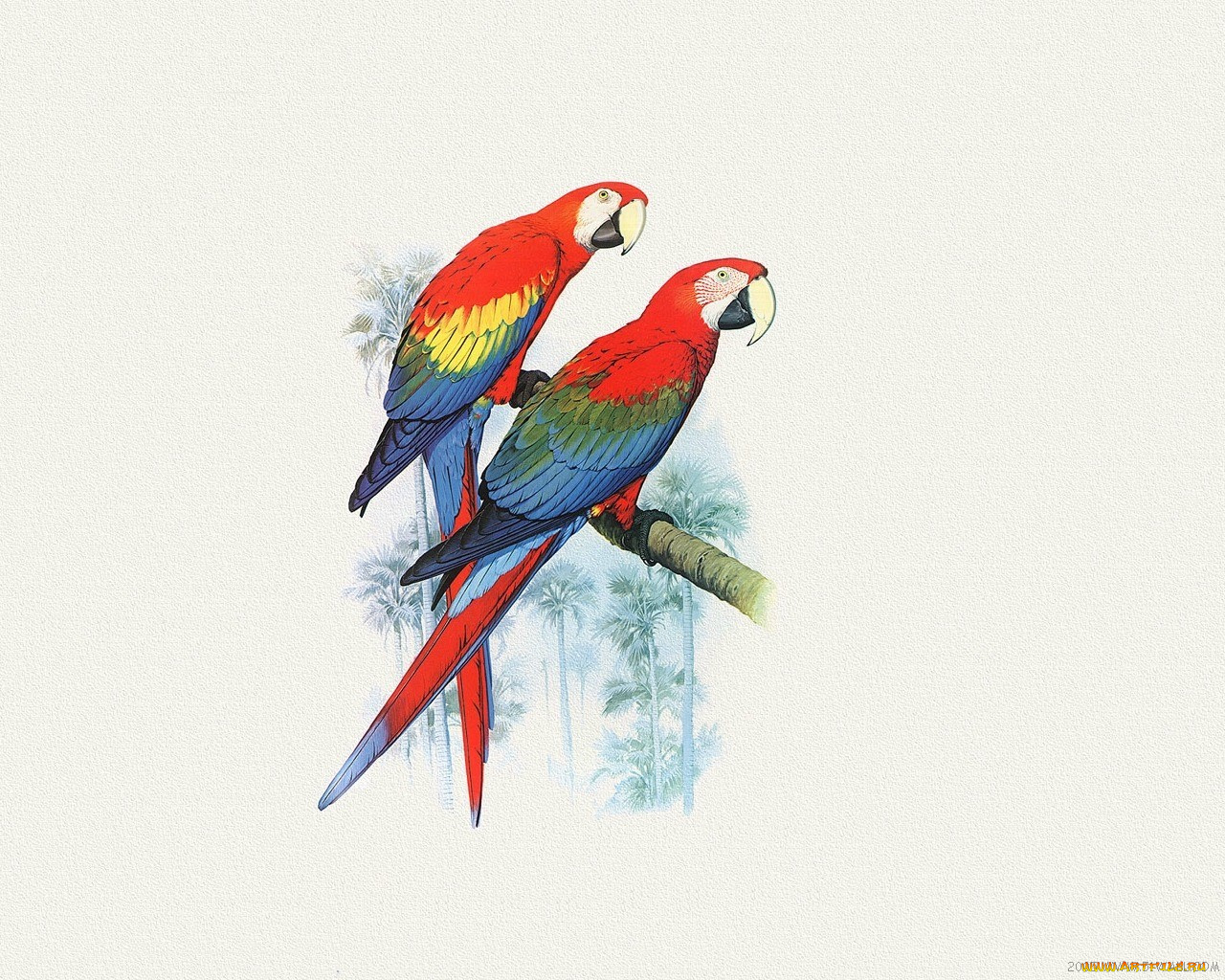 рисованные, животные, птицы, попугаи
