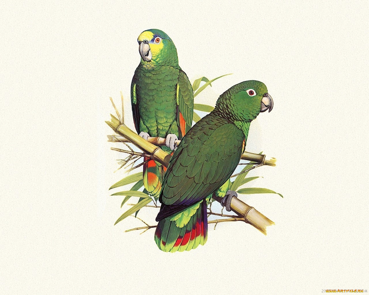 рисованные, животные, птицы, попугаи