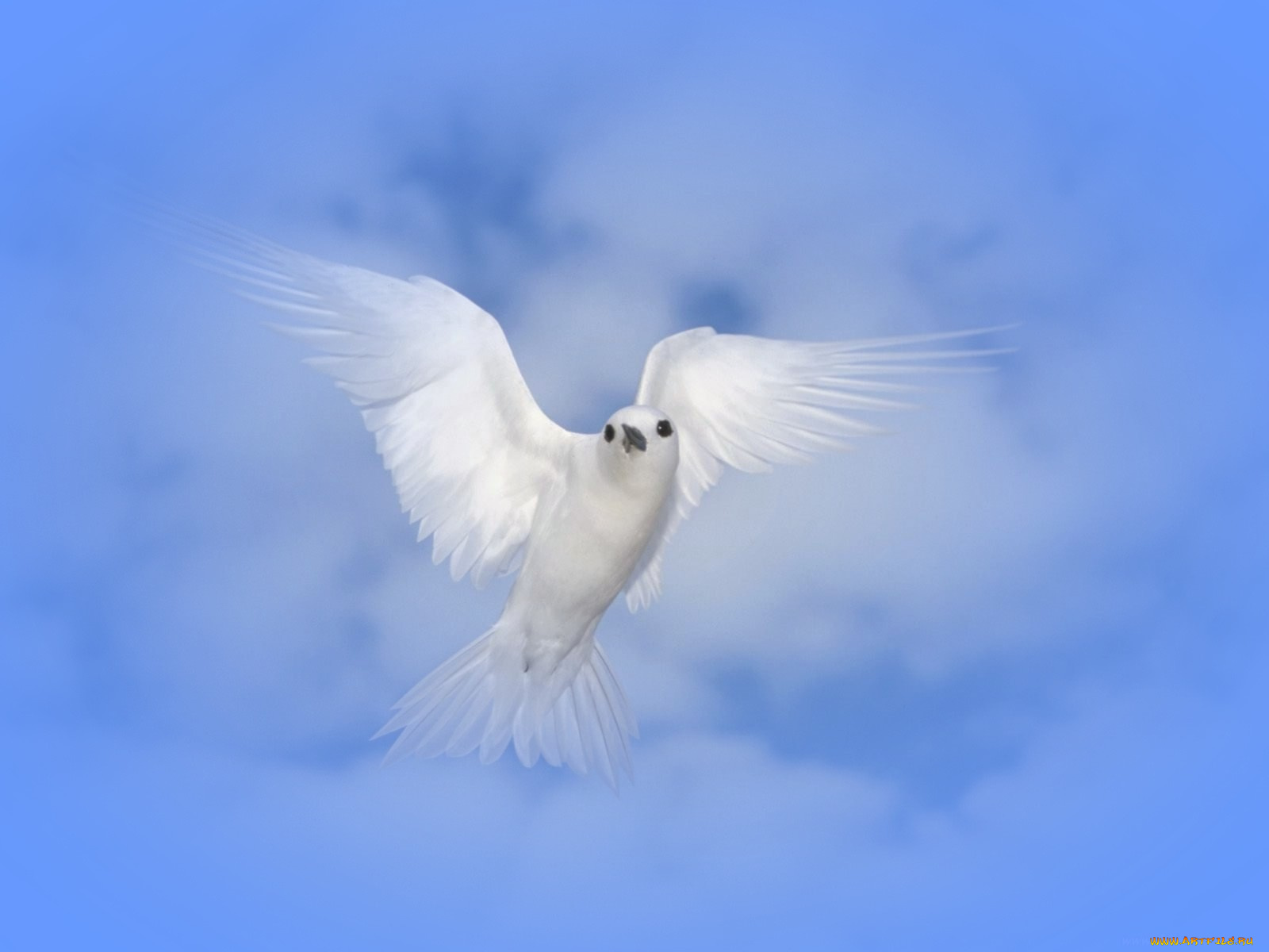 рисованные, животные, птицы, голуби