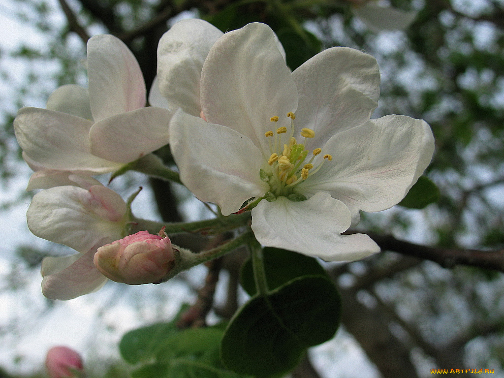 цветы, цветущие, деревья, кустарники