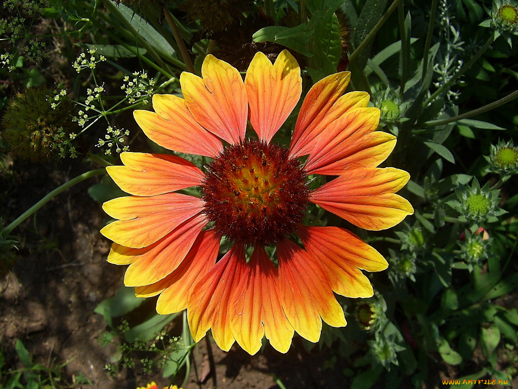 цветы, гайлардии, гелениумы