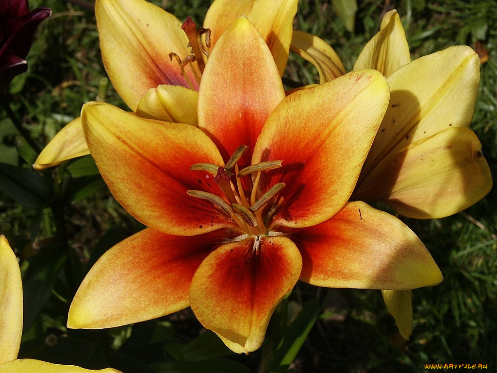 цветы, лилии, лилейники