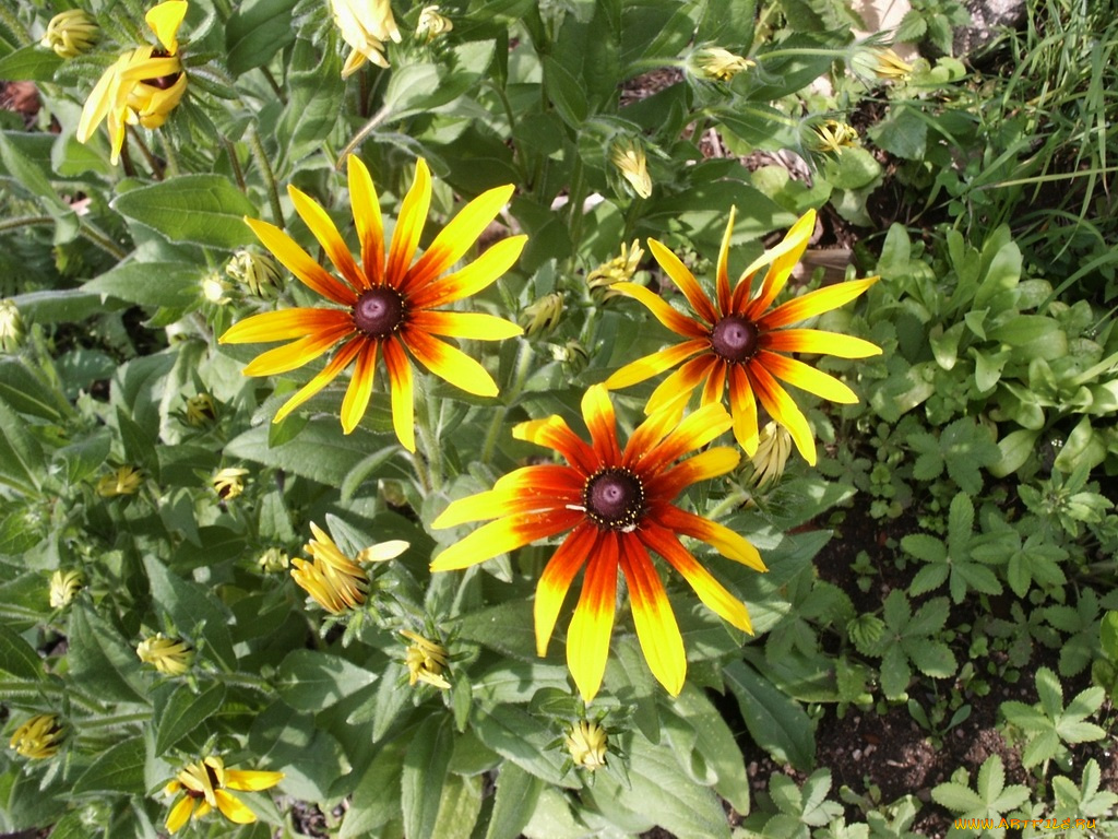 цветы, рудбекия