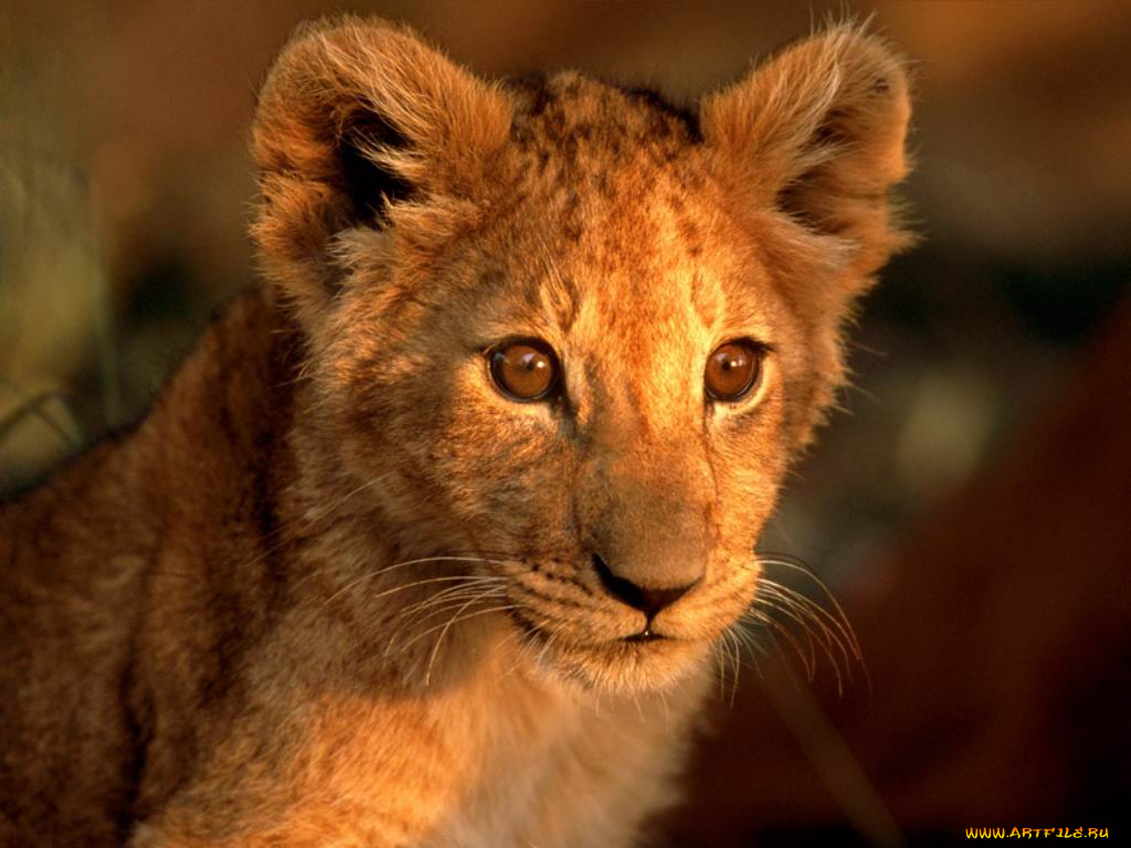 животные, львы