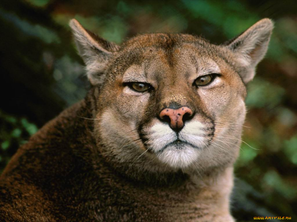 животные, пумы