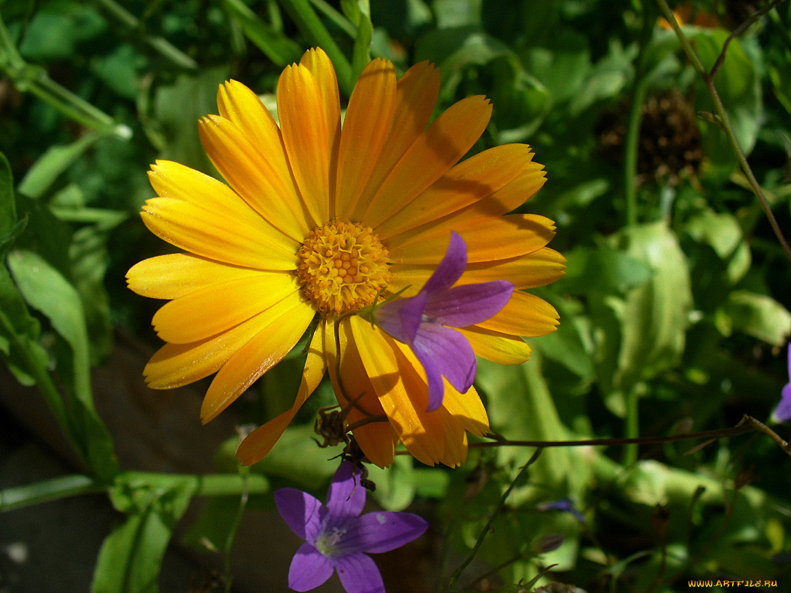 цветы, календула