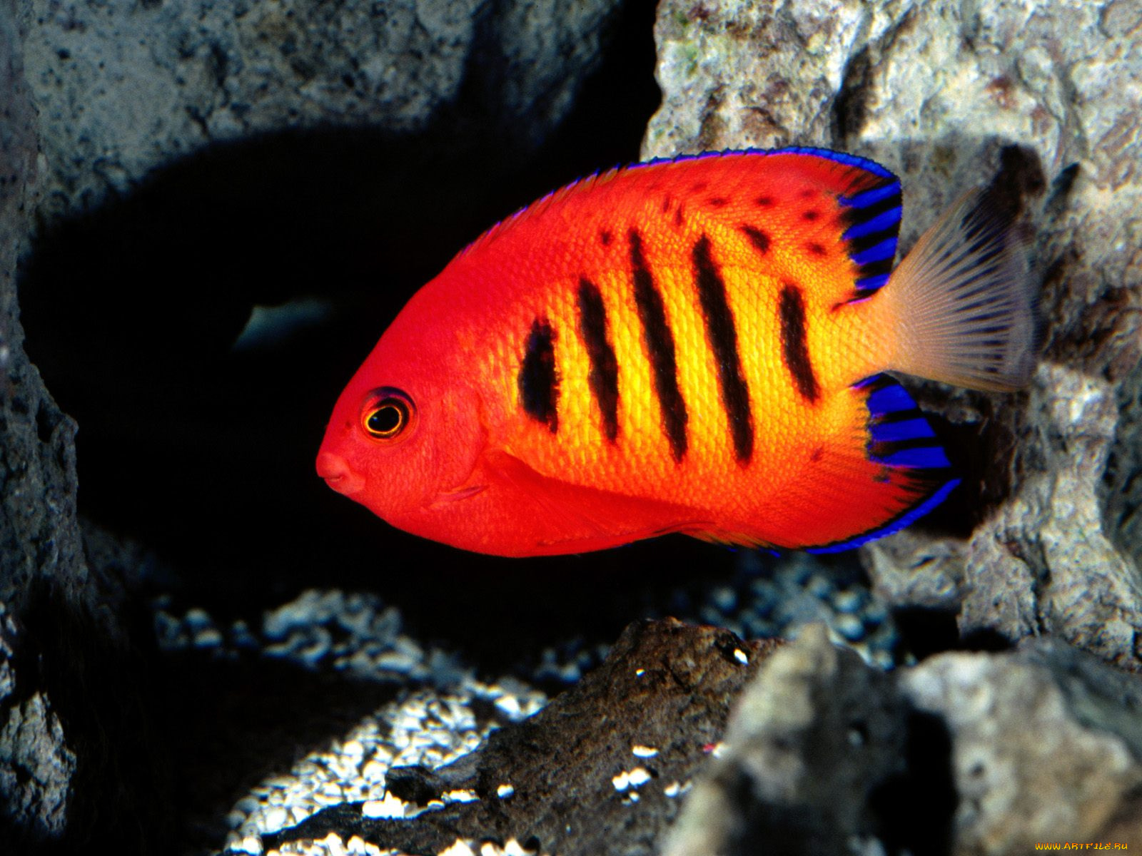 flame, angelfish, животные, рыбы