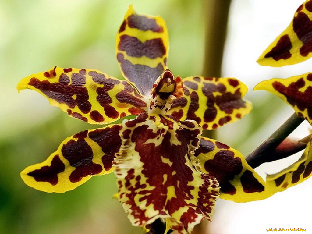 цветы, орхидеи