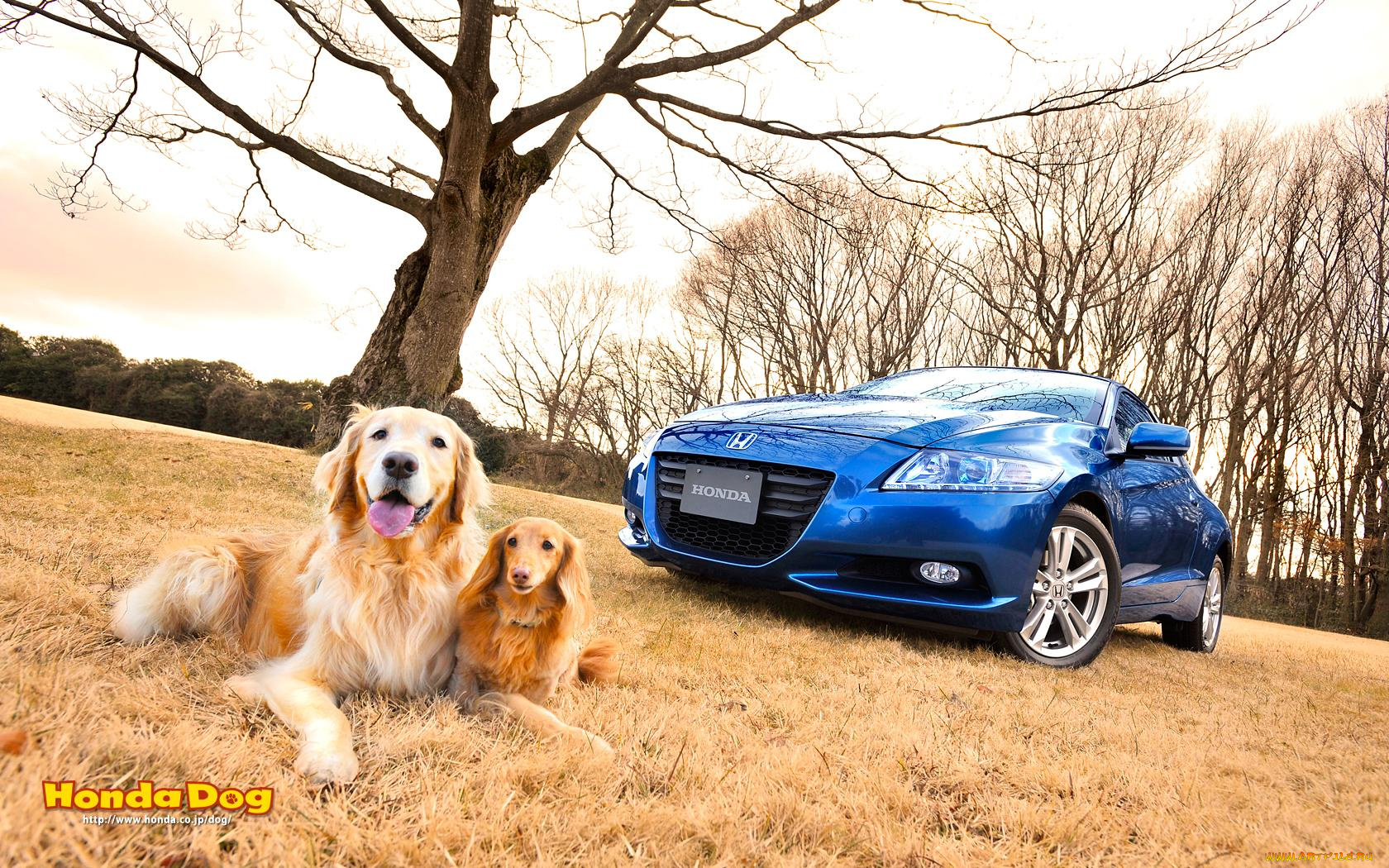 автомобили, honda