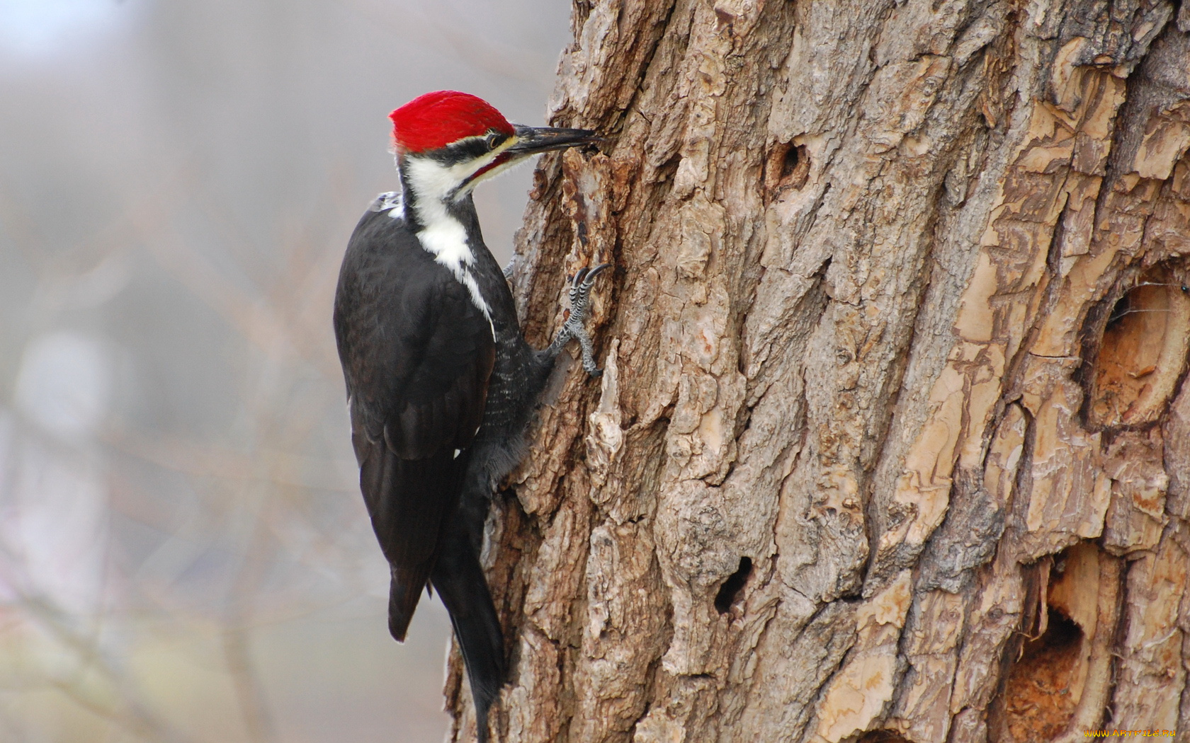 животные, дятлы