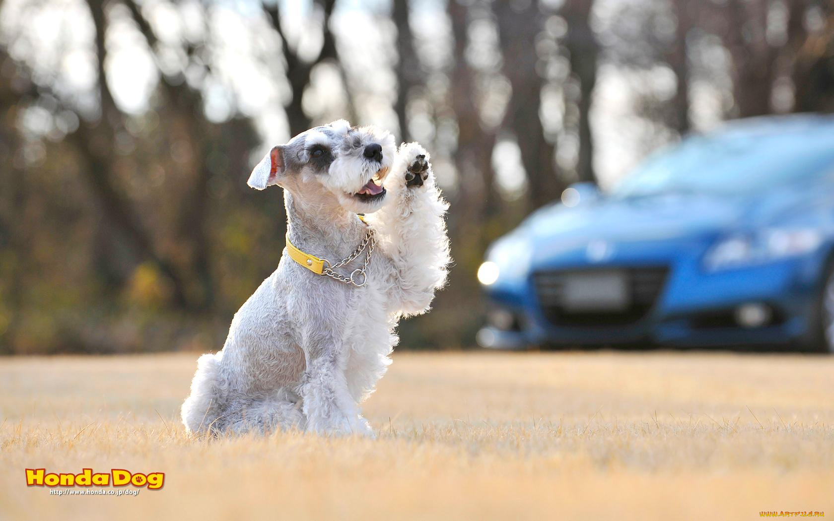 животные, собаки