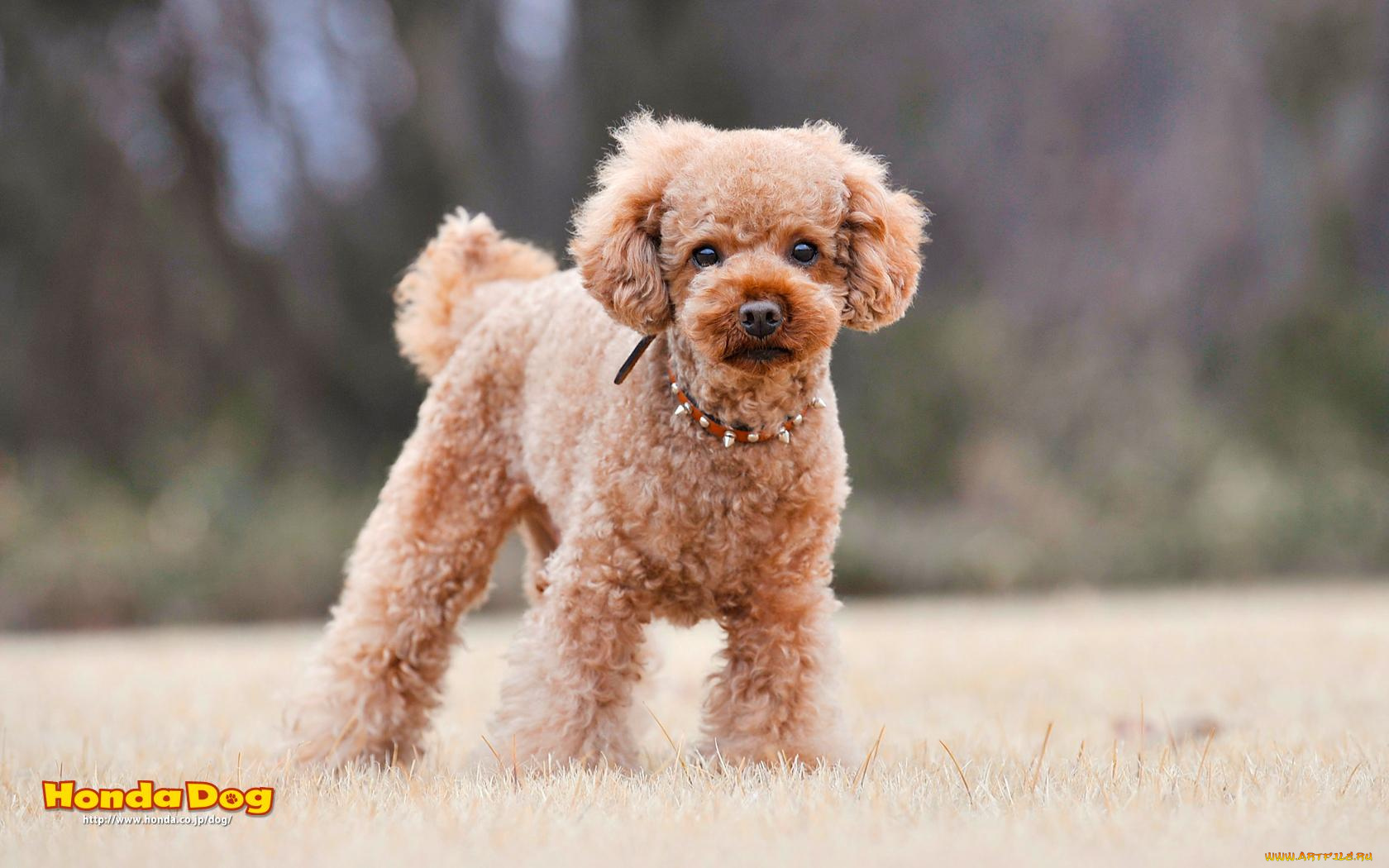 животные, собаки