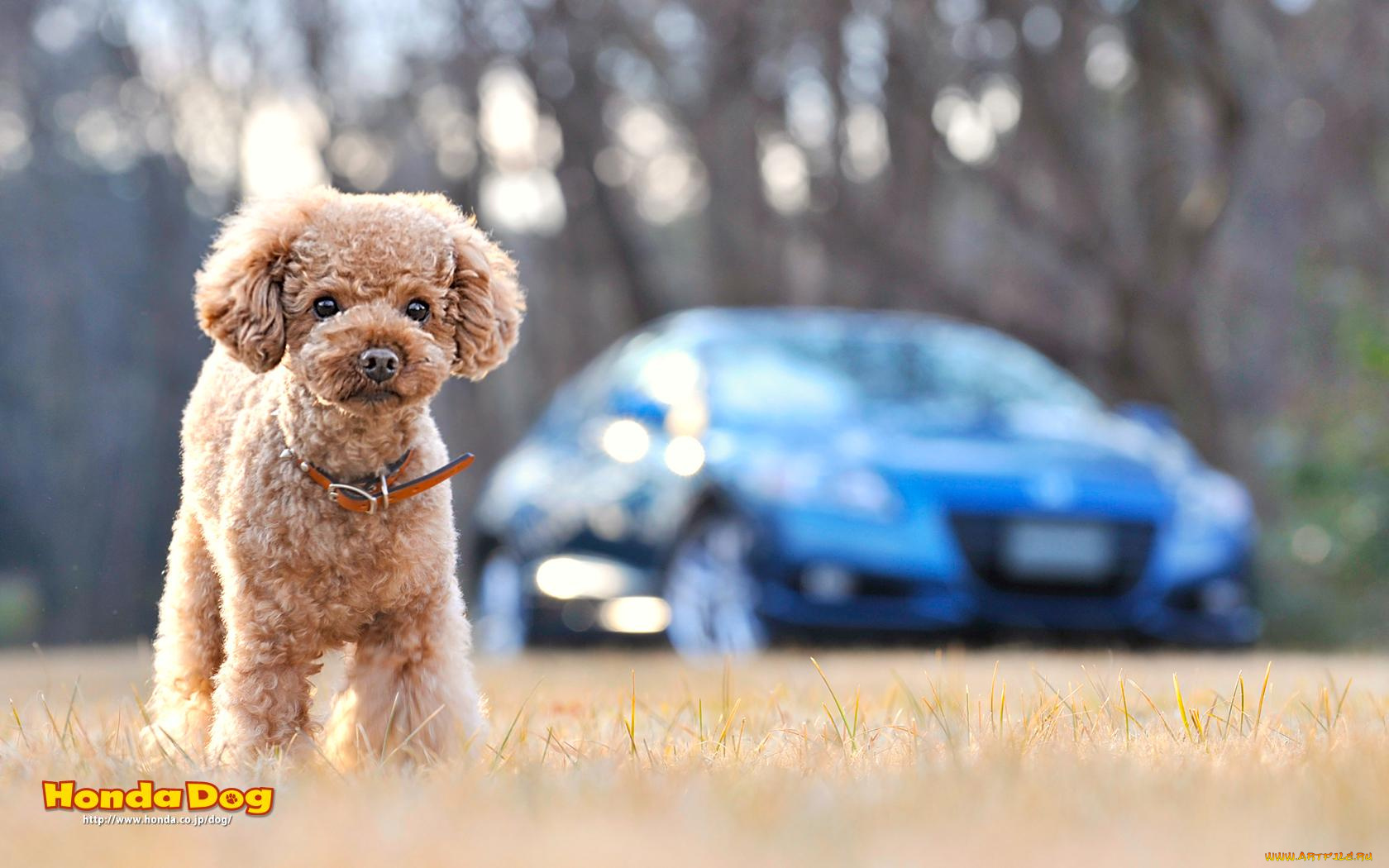 животные, собаки