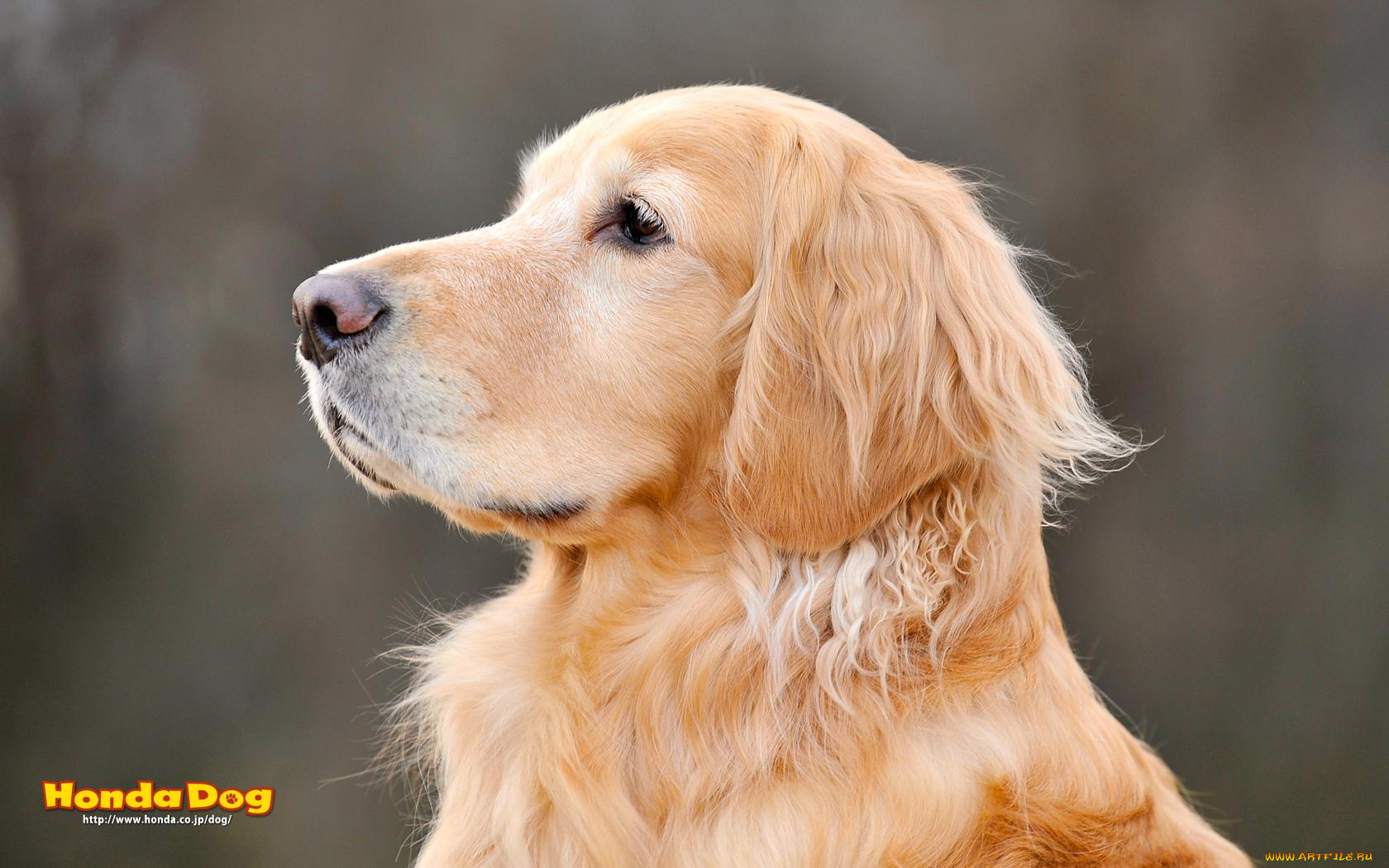 животные, собаки