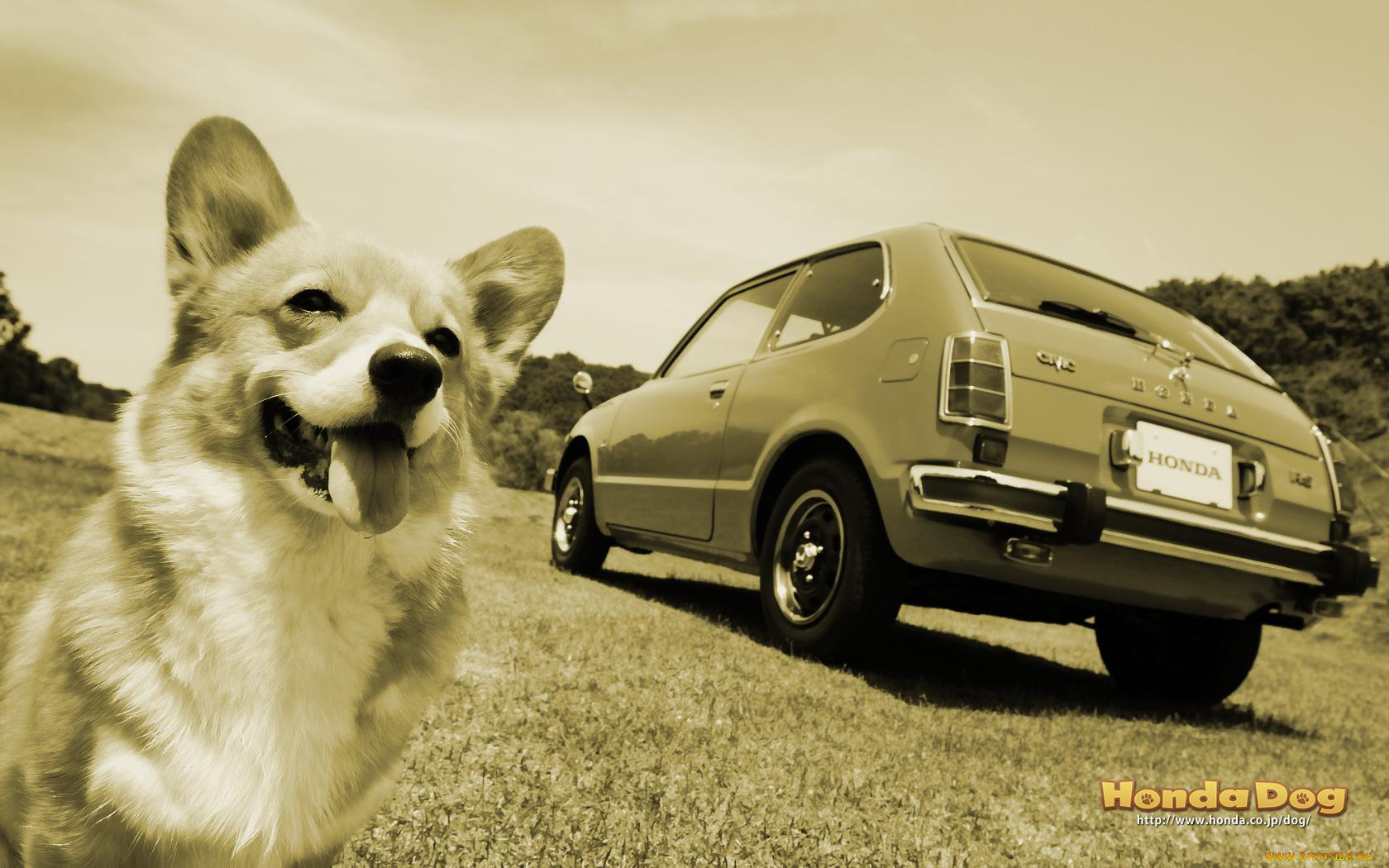 животные, собаки