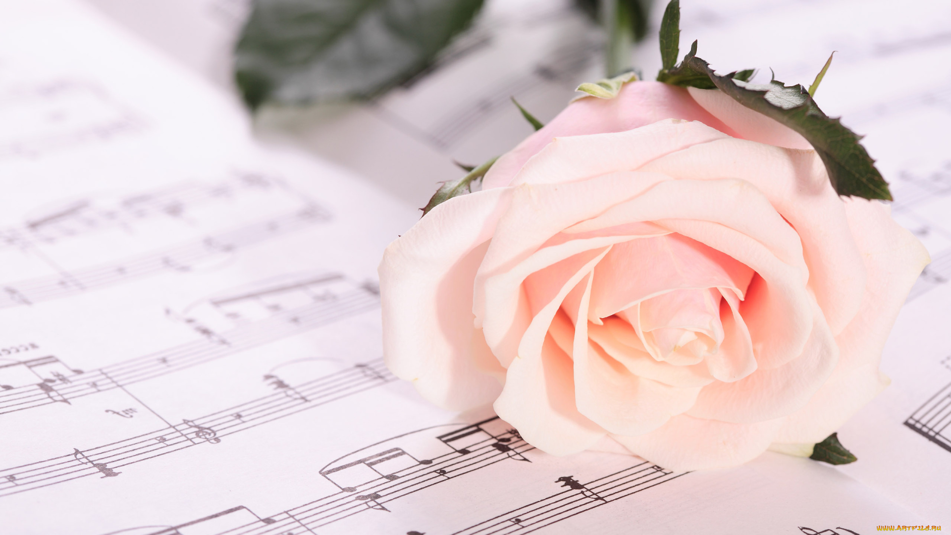 цветы, розы