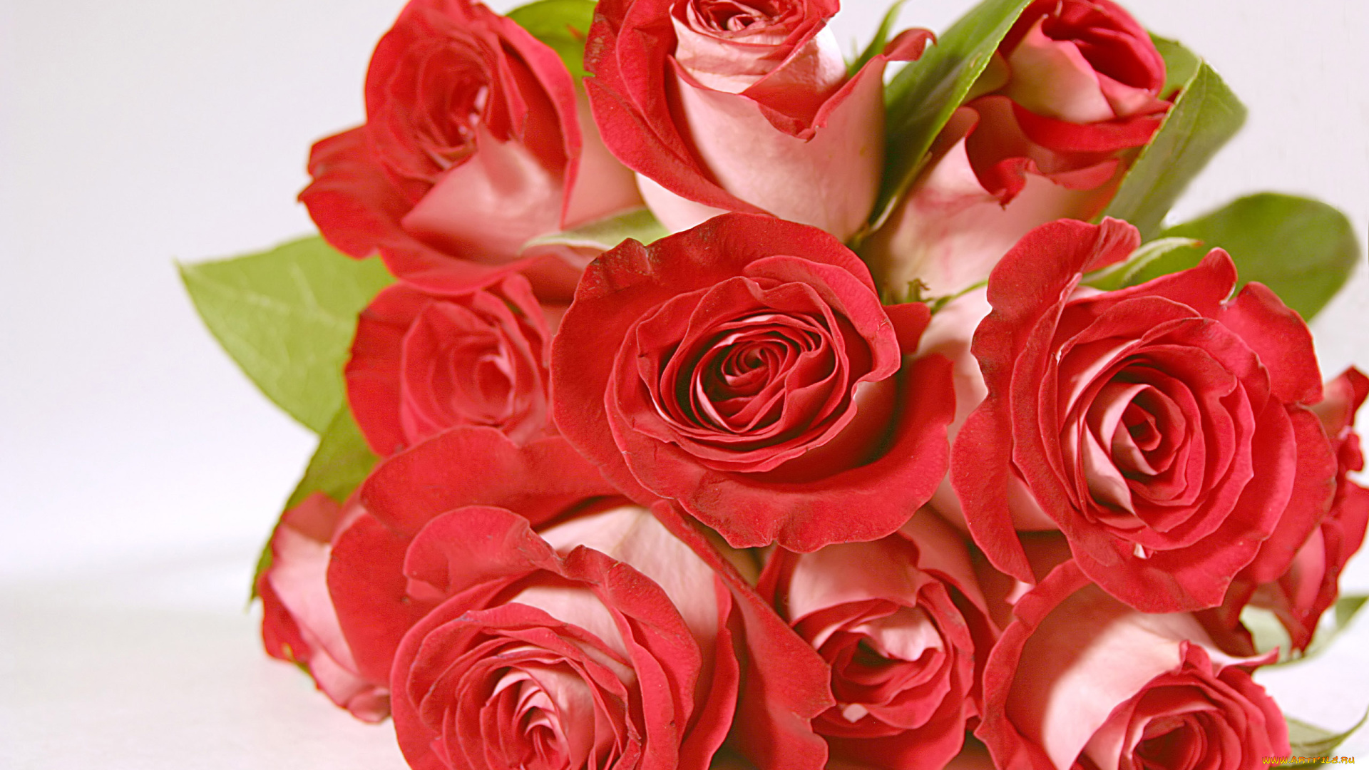 цветы, розы