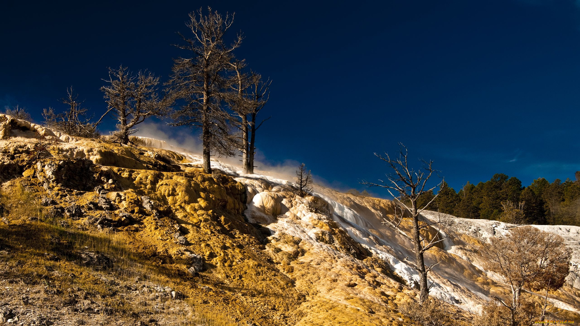 yellowstone, national, park, природа, деревья