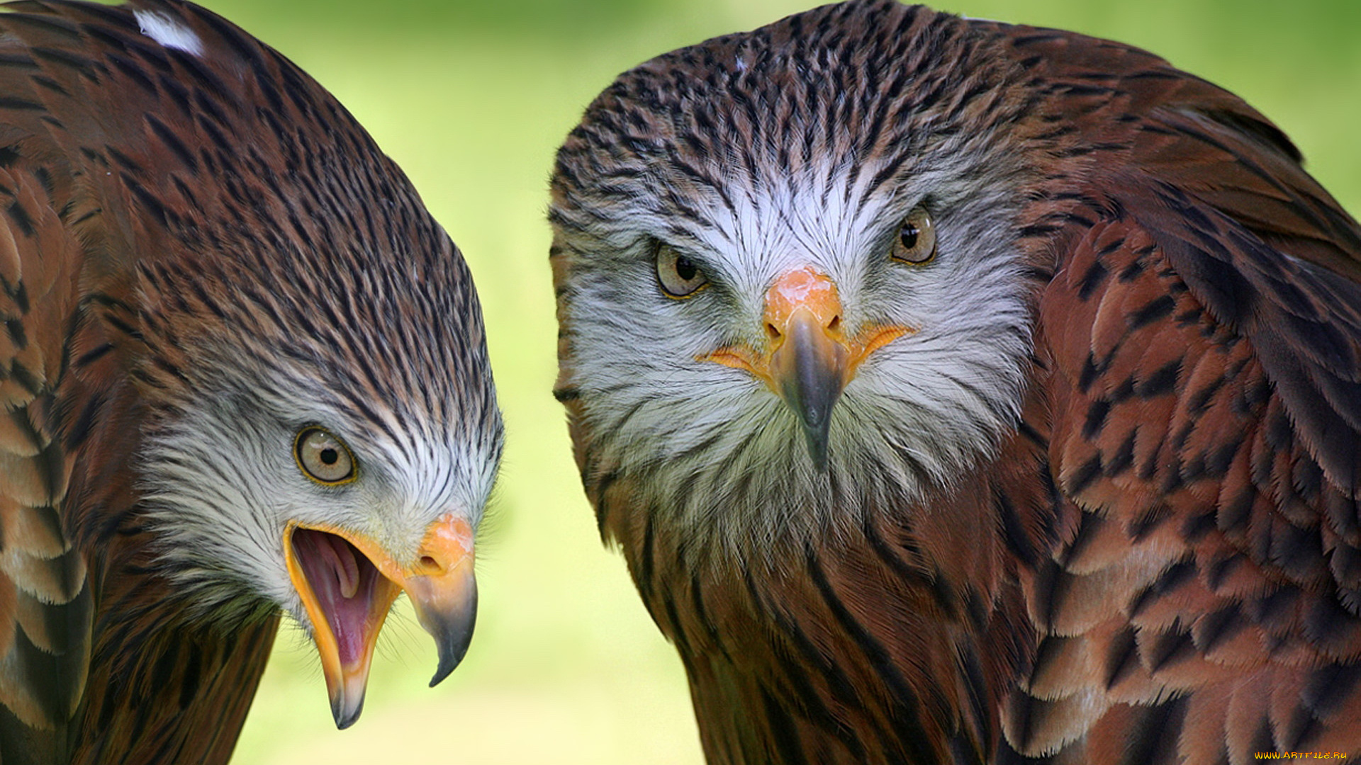 животные, птицы, хищники