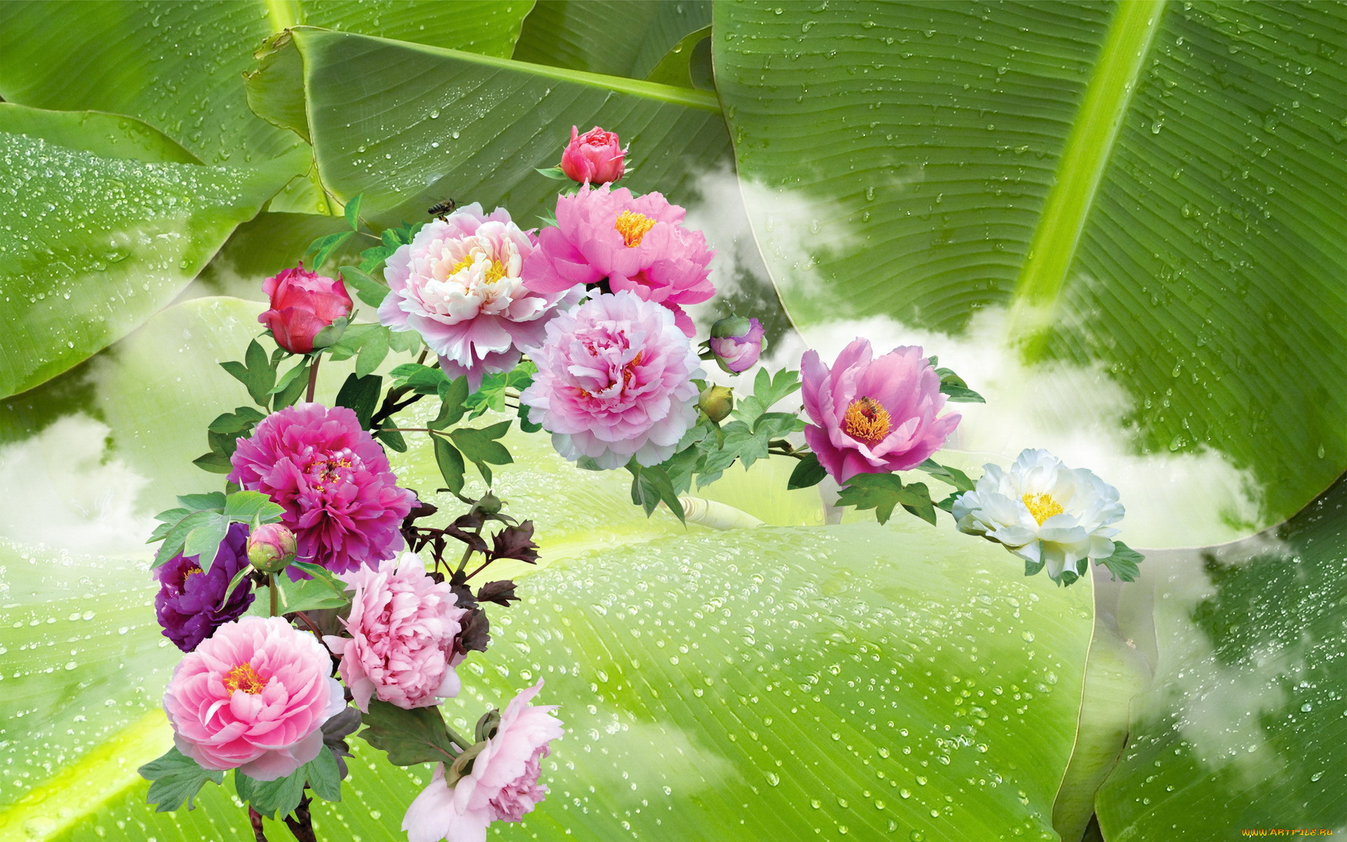 цветы, пионы