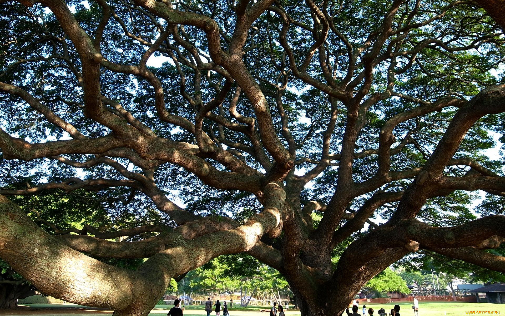 природа, деревья