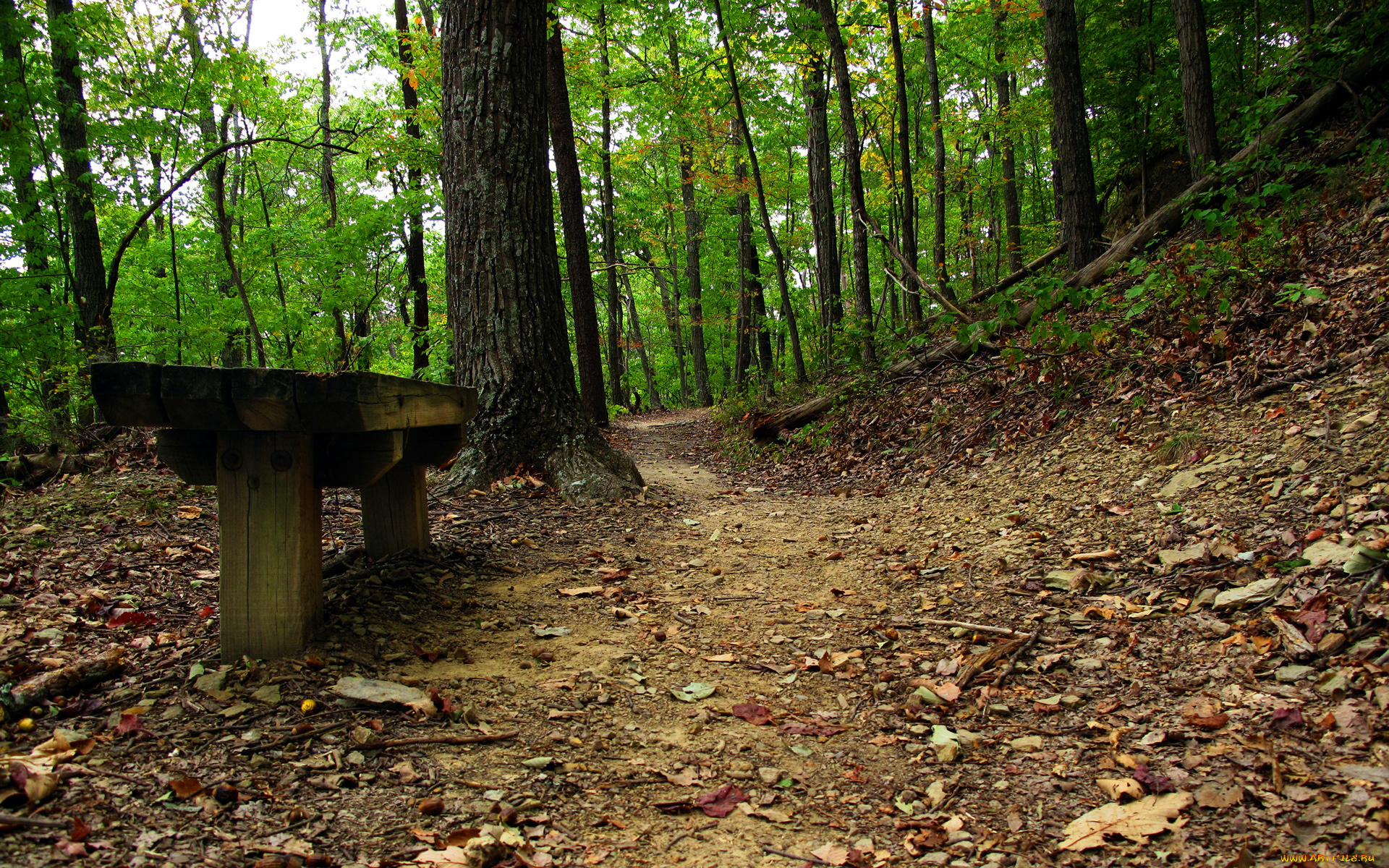 природа, лес