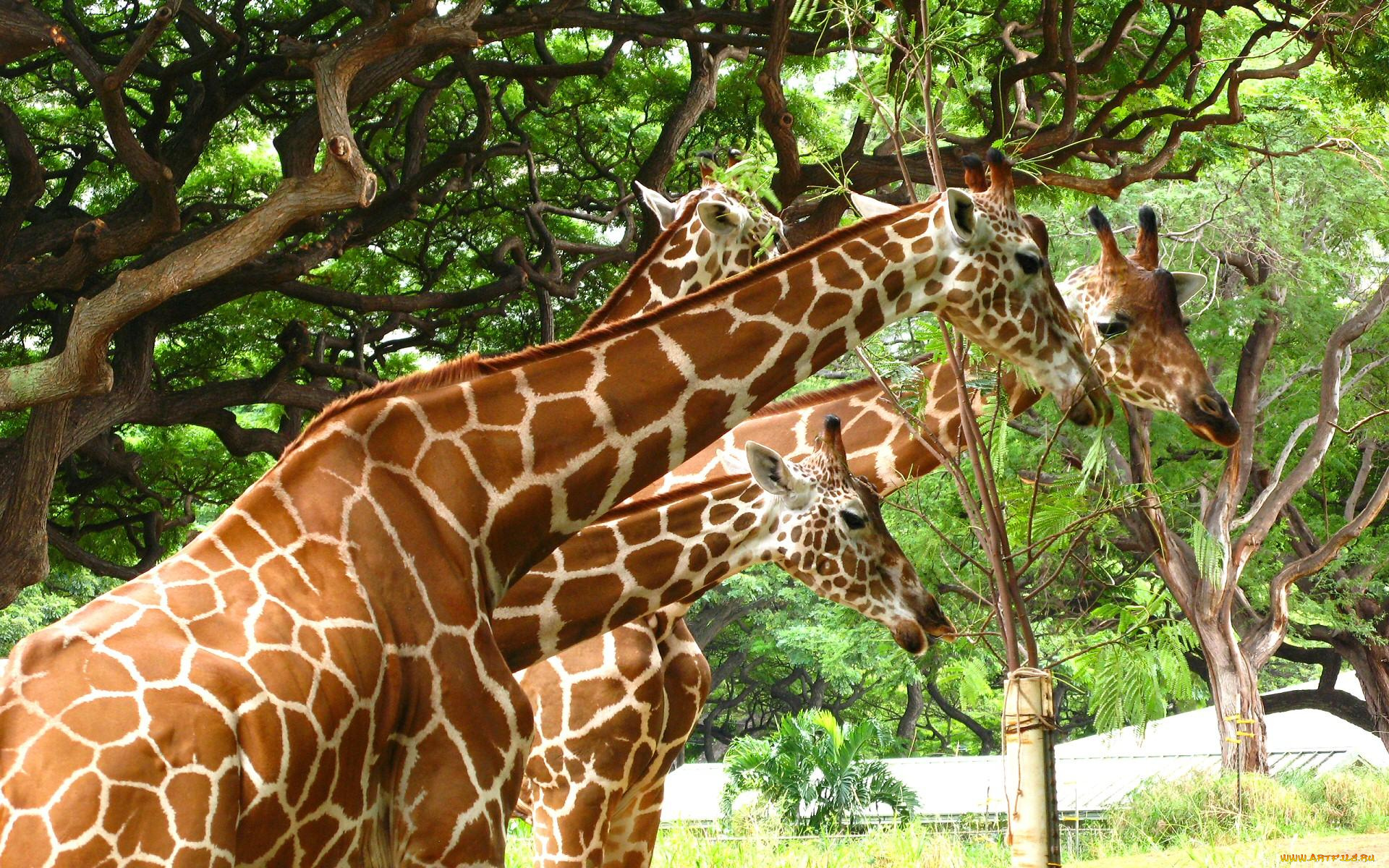 животные, жирафы