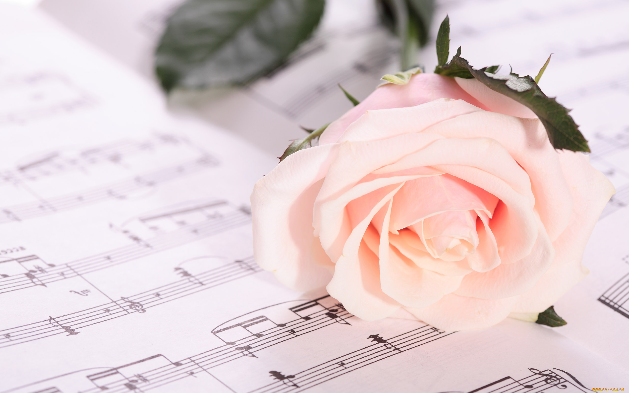 цветы, розы