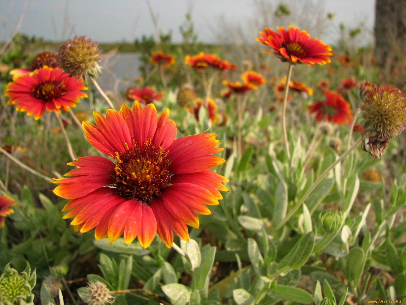 цветы, гайлардии, гелениумы, красный
