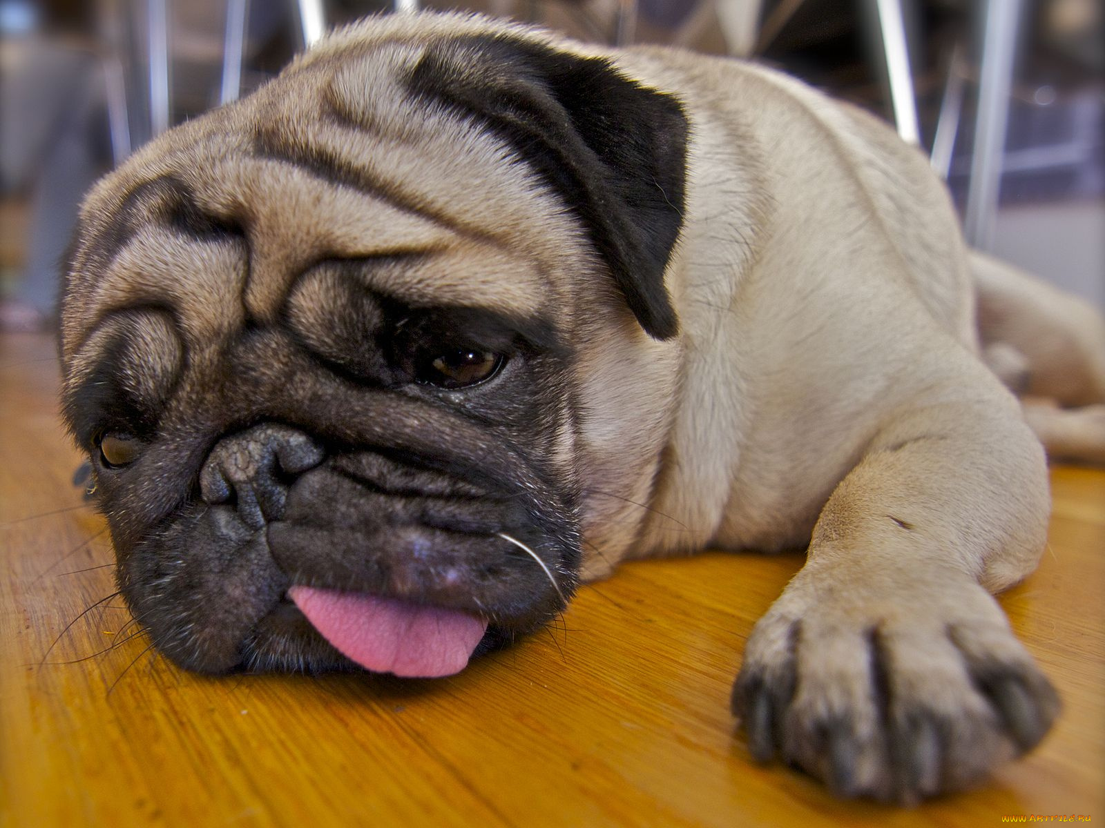 животные, собаки, мопс, язык