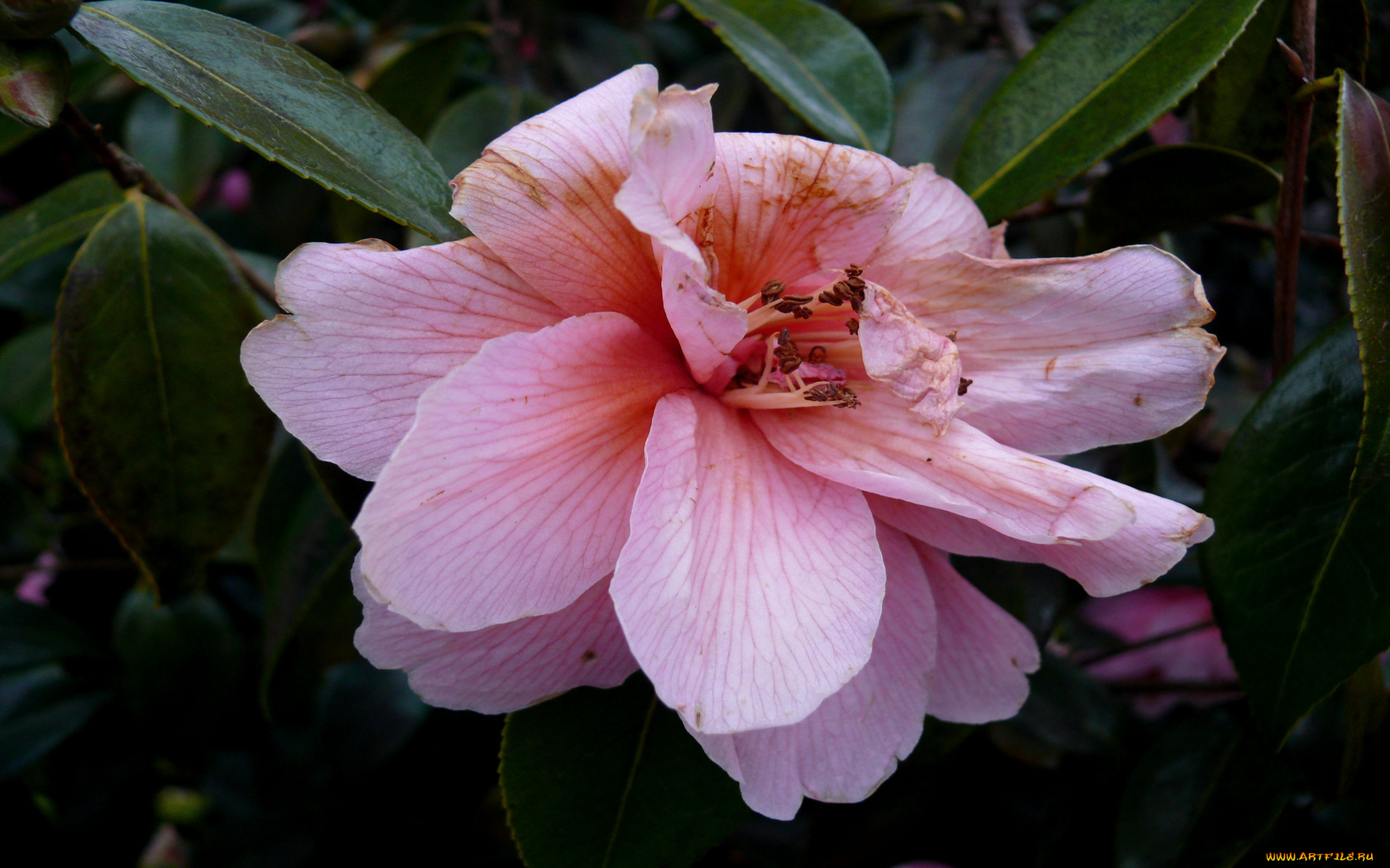 цветы, олеандры, листья