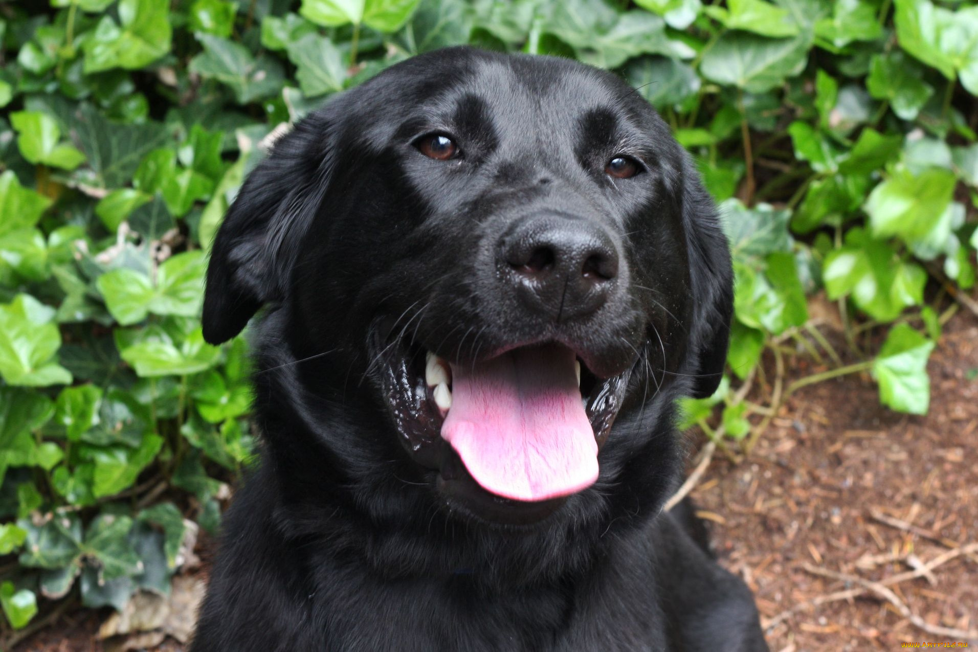 животные, собаки, черный, пес