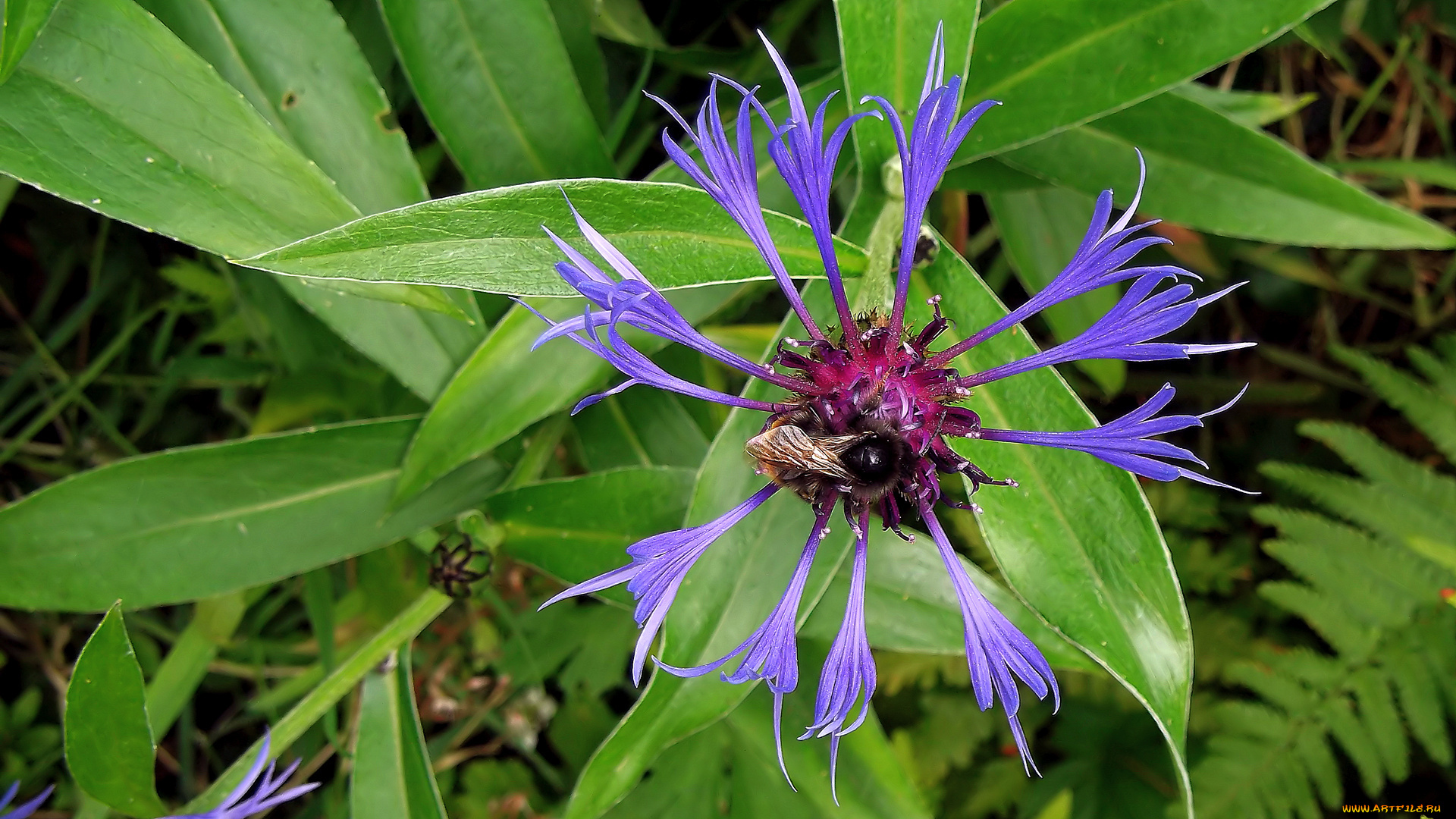 цветы, васильки, листья, пчела