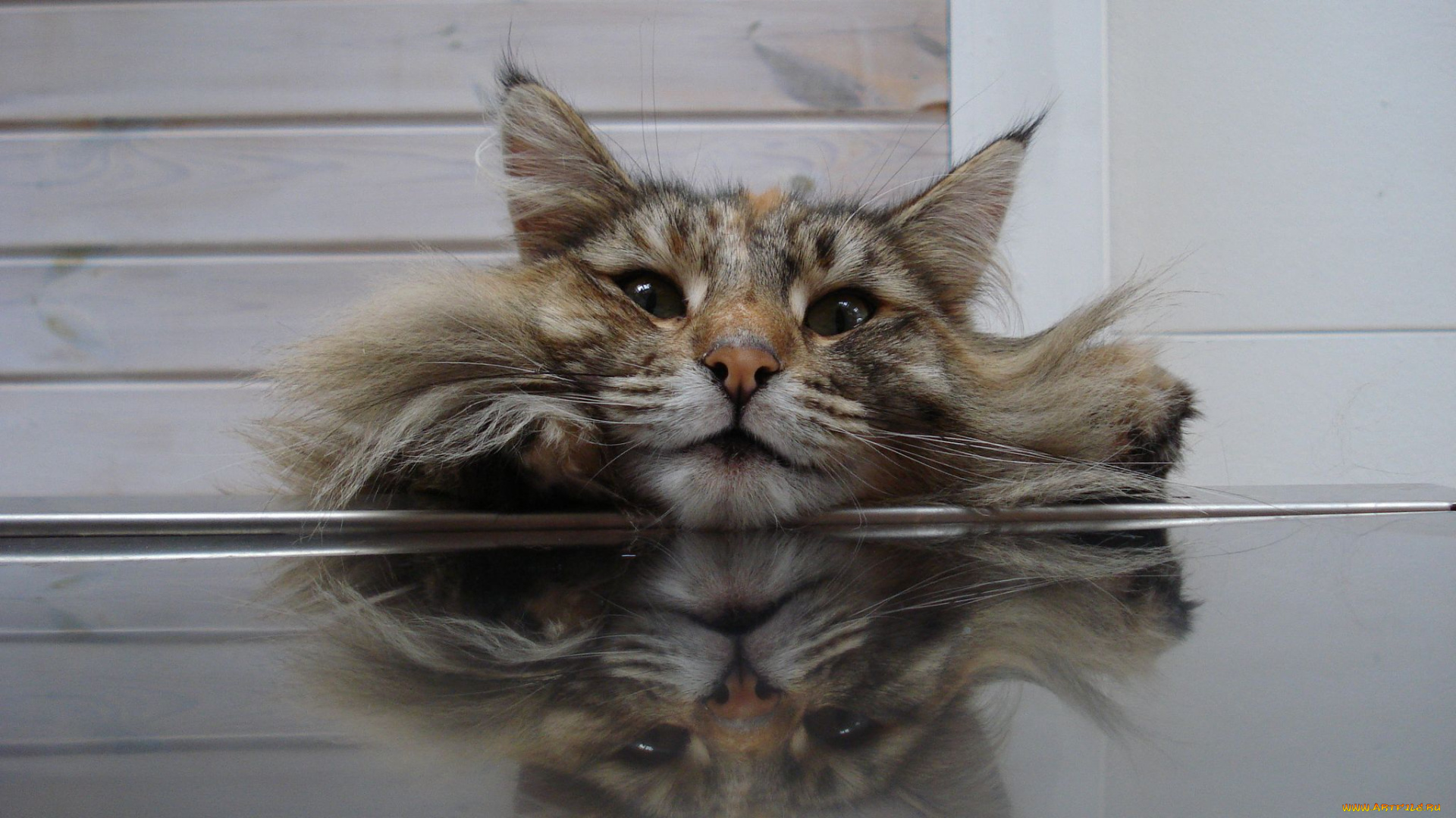 животные, коты, cat, морда