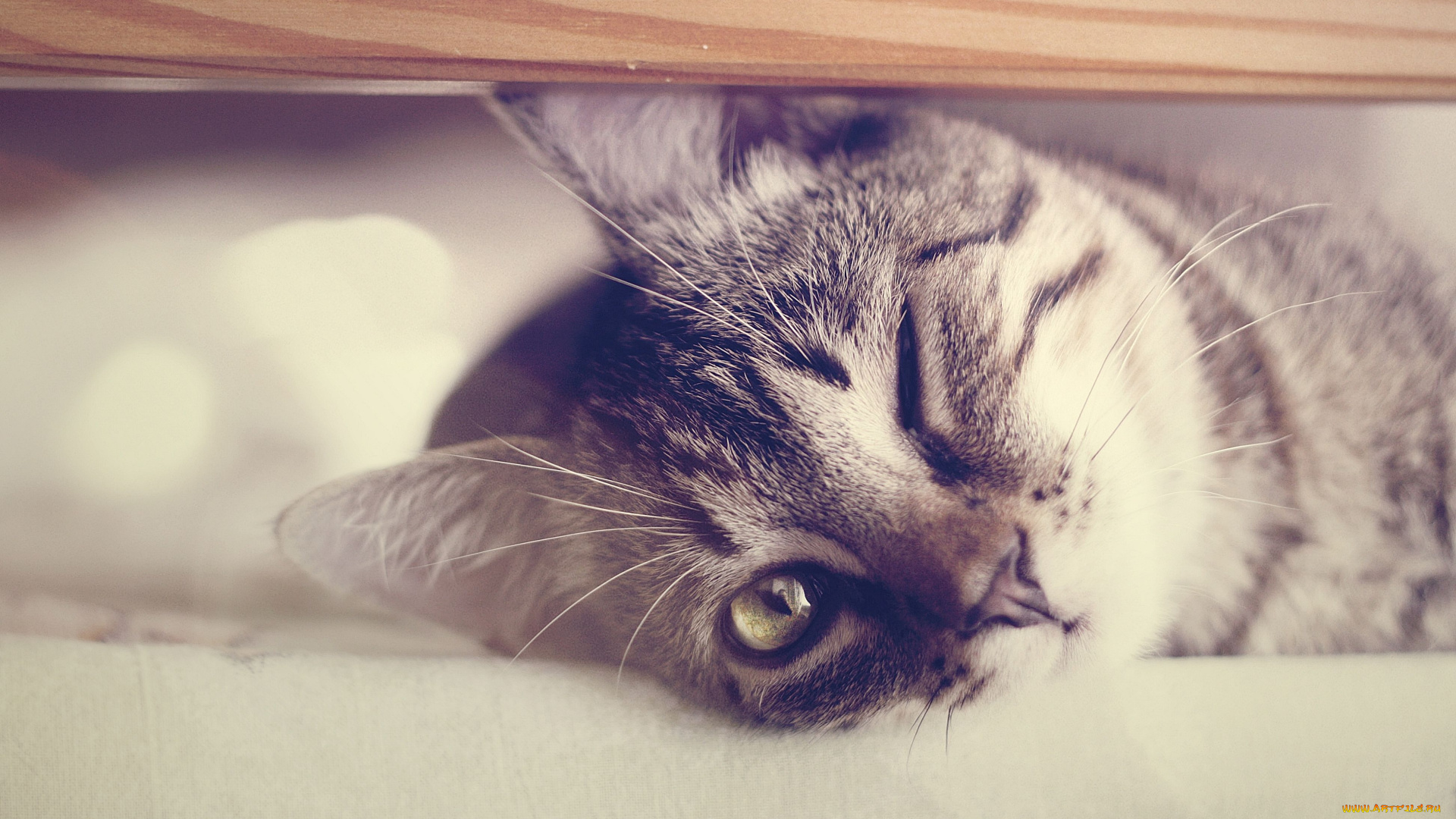 животные, коты, мордочка, взгляд