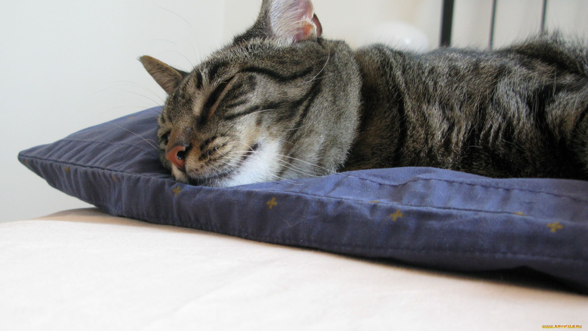 животные, коты, спящий, кот