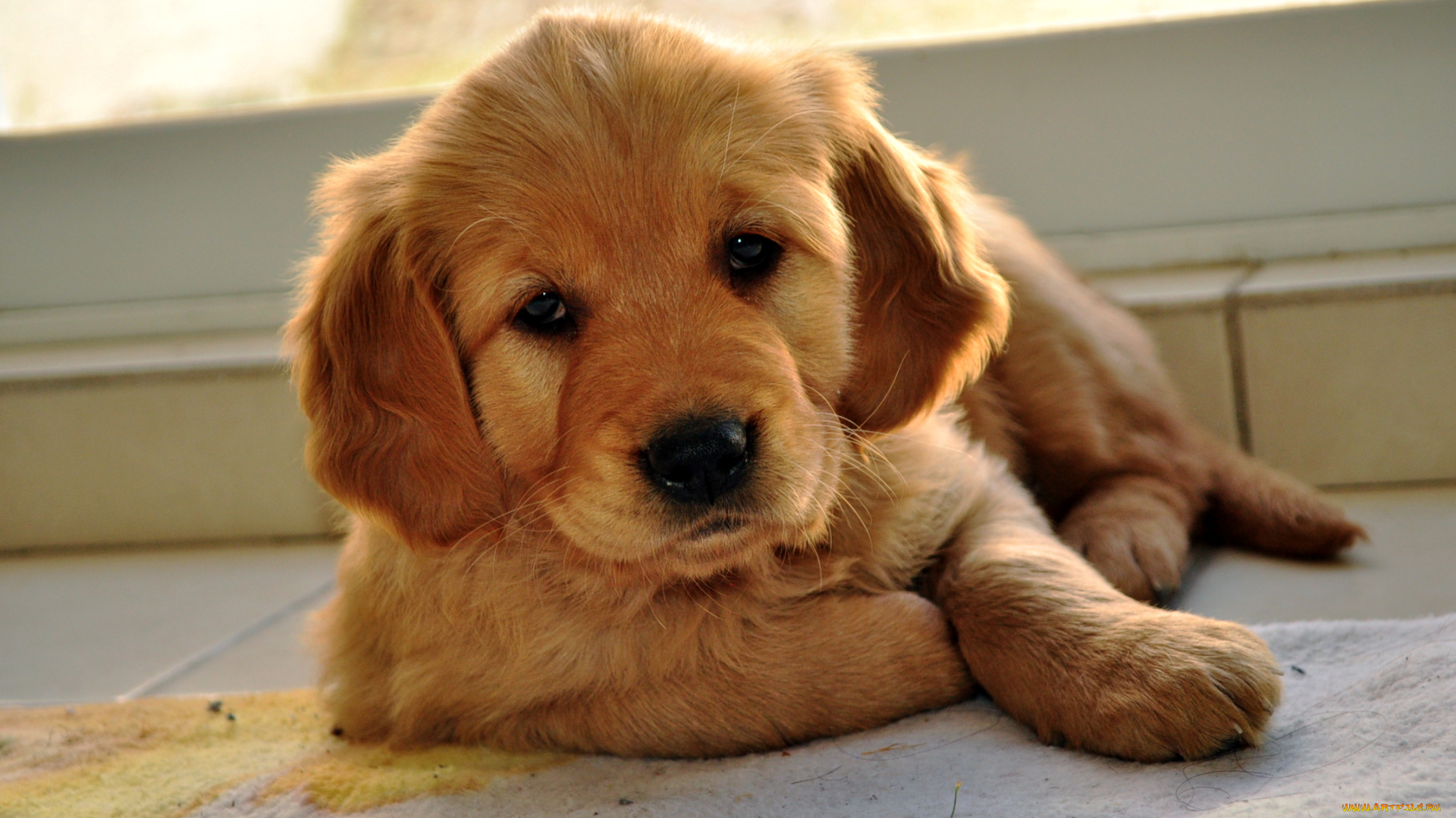 животные, собаки, рыжий, щенок