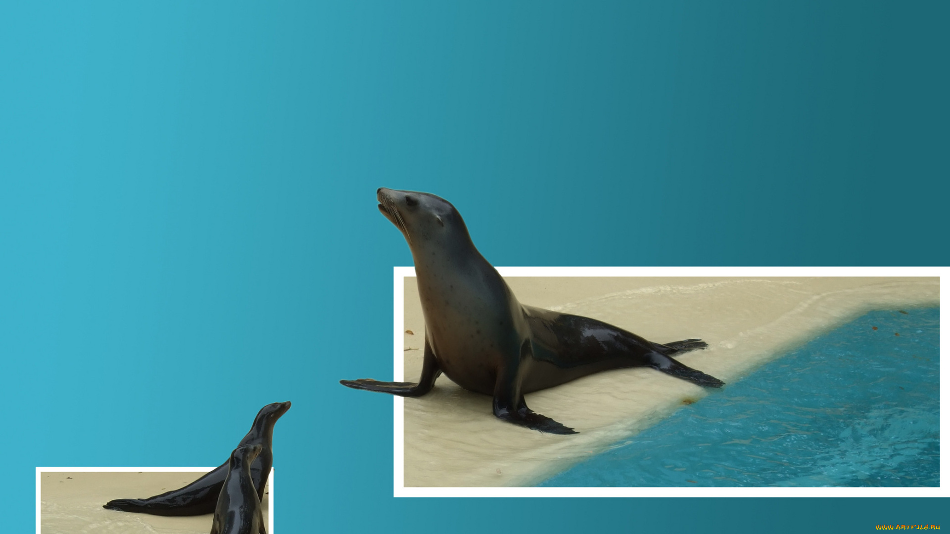 животные, тюлени, морские, львы, котики, синий