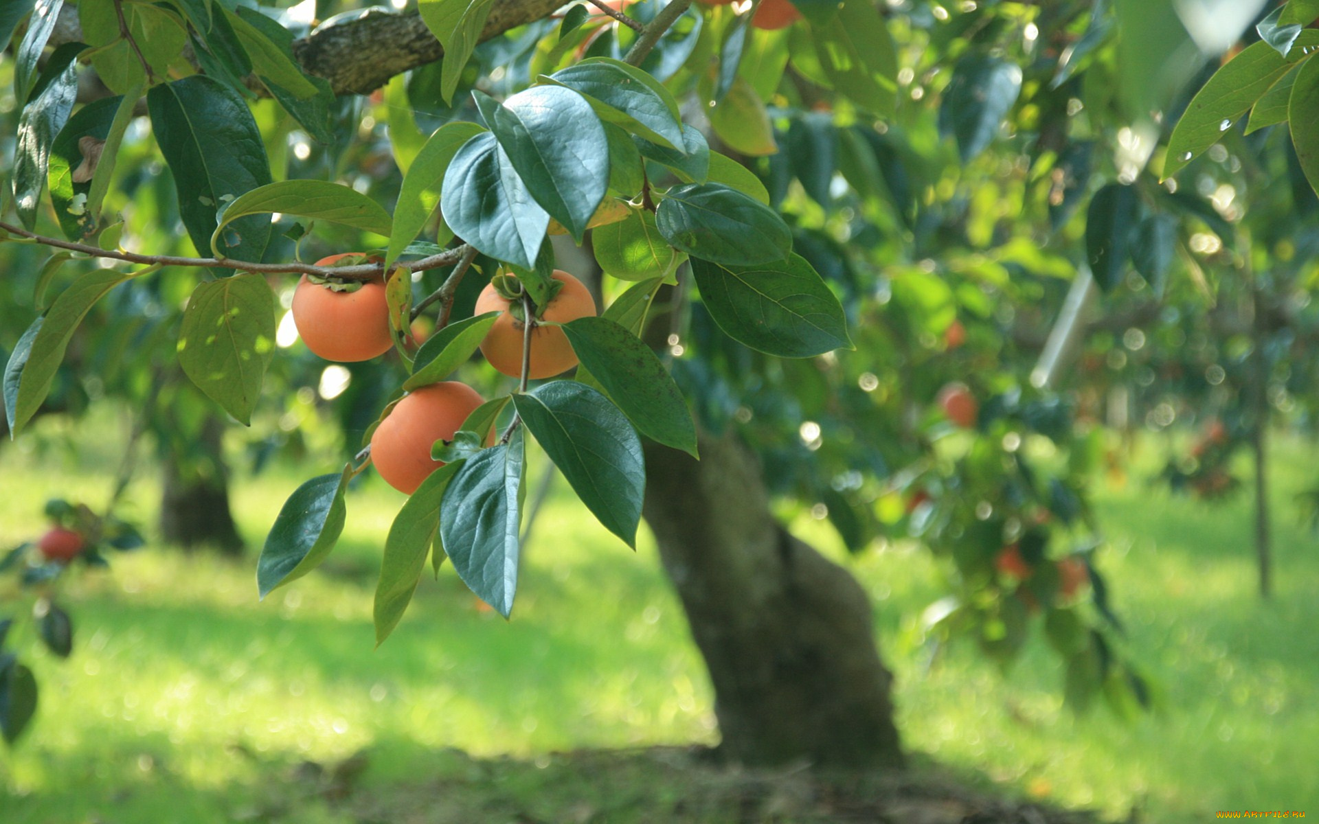природа, плоды, дерево, листья, трава