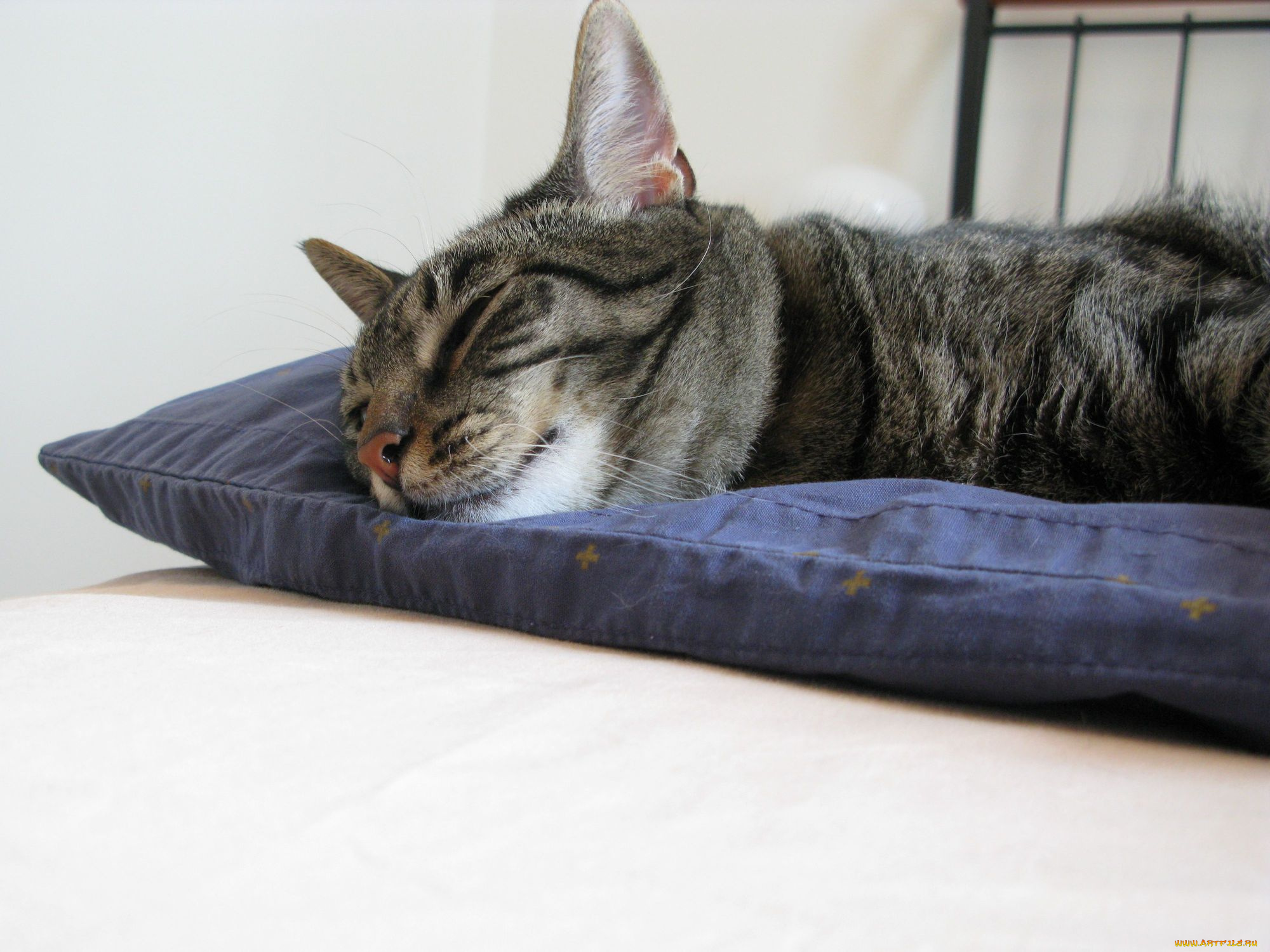 животные, коты, спящий, кот