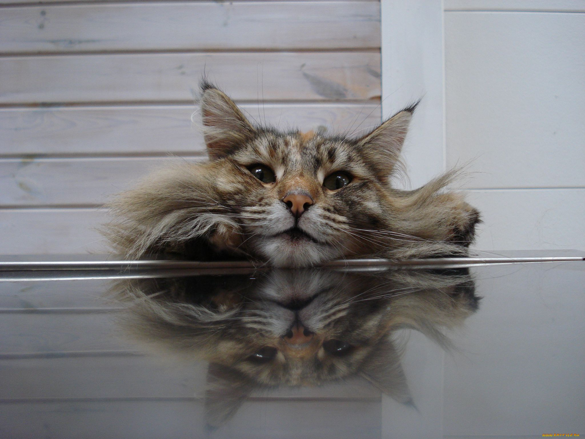 животные, коты, cat, морда