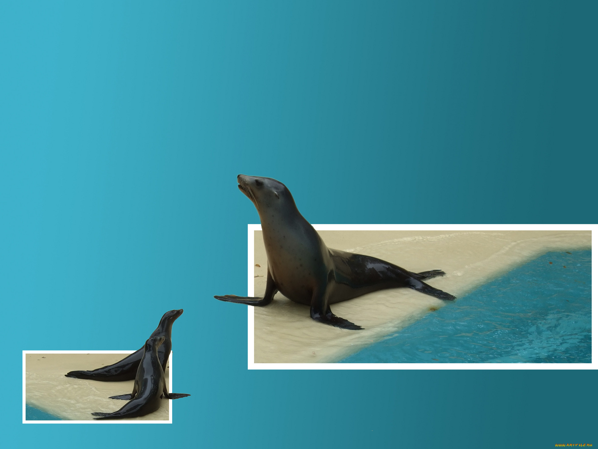 животные, тюлени, морские, львы, котики, синий