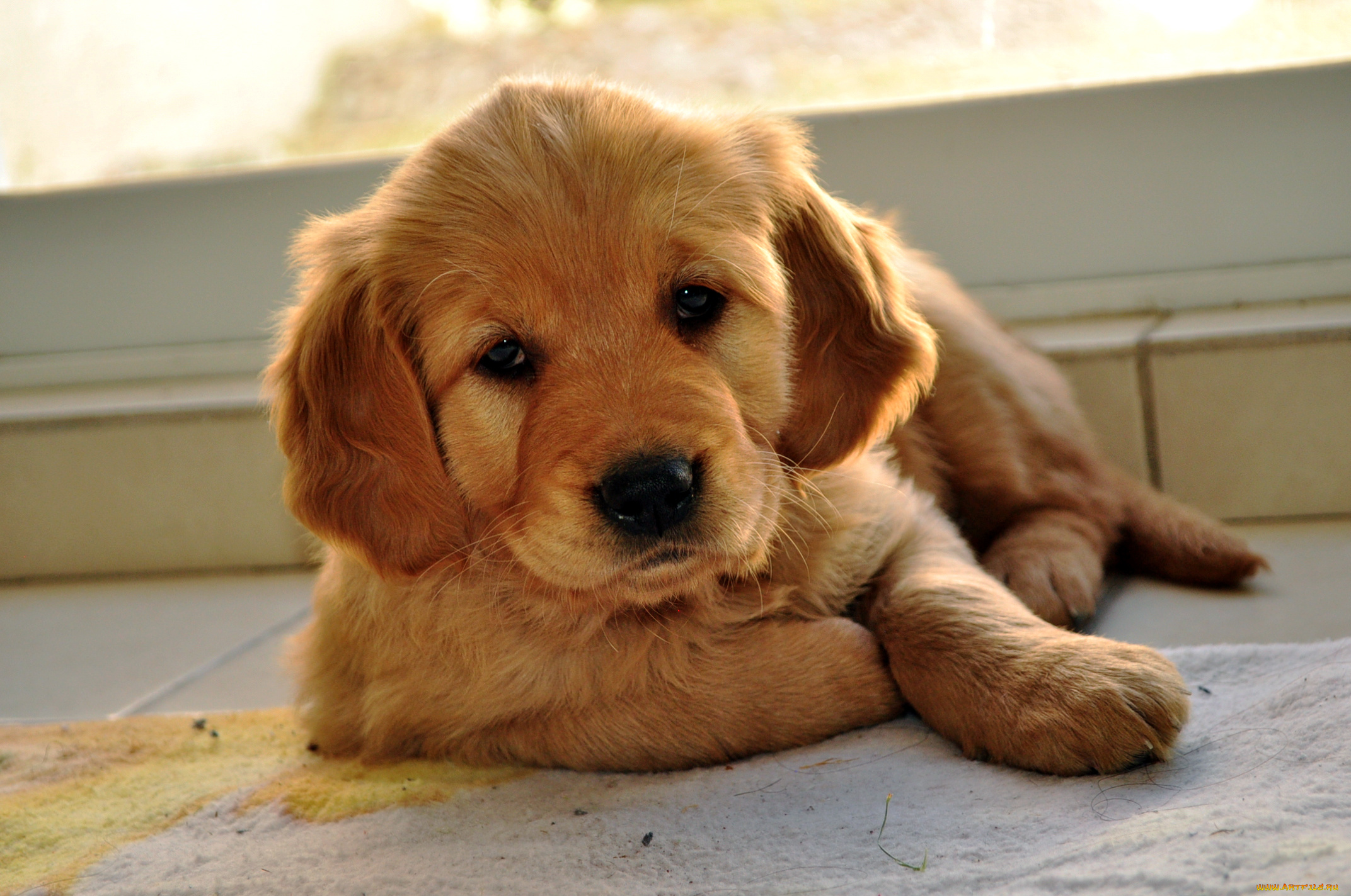 животные, собаки, рыжий, щенок