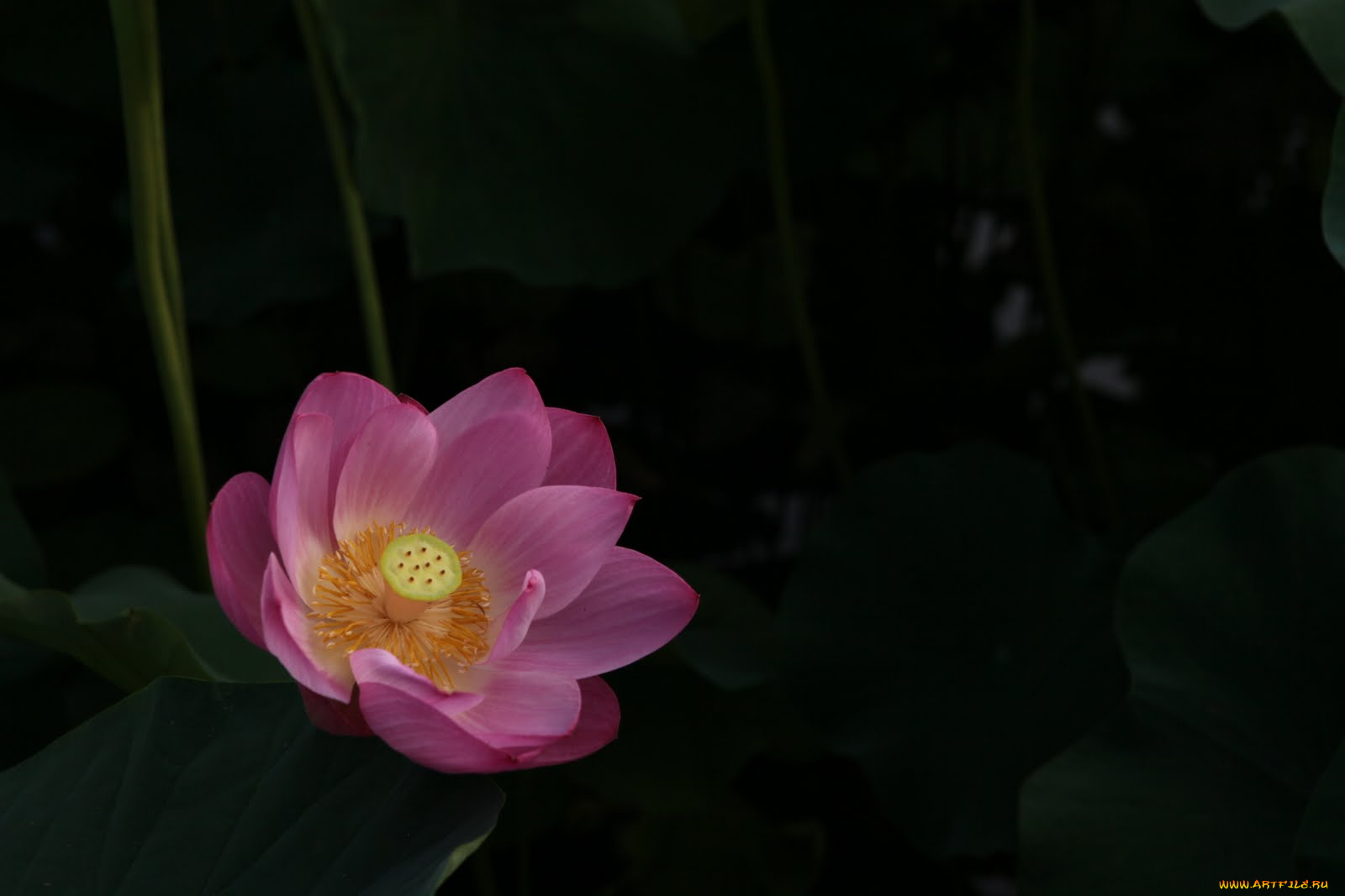 цветы, лотосы, фон, лотос