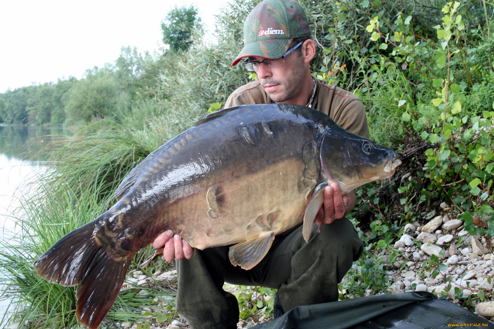 животные, рыбы, улов