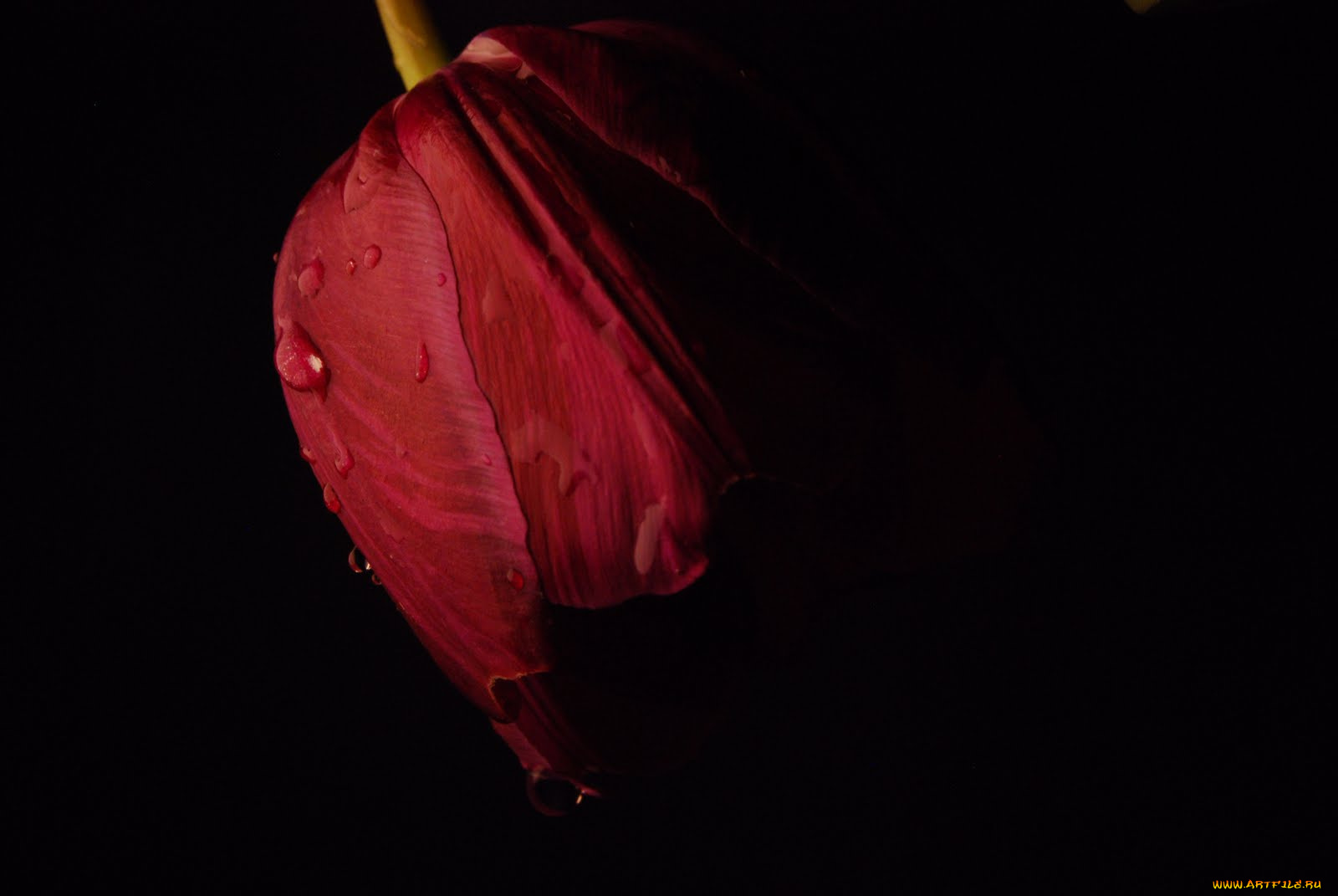 цветы, тюльпаны, фон, тюльпан