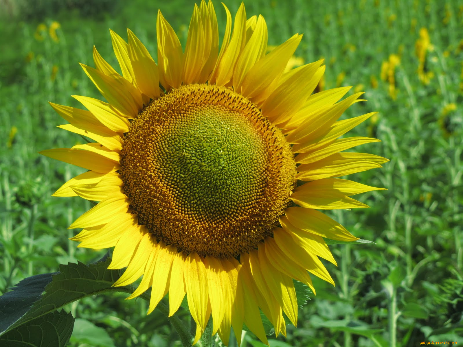 цветы, подсолнухи